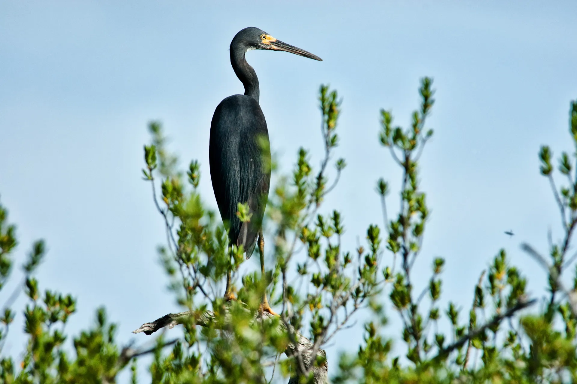 Riuttahaikara on taitava saalistaja