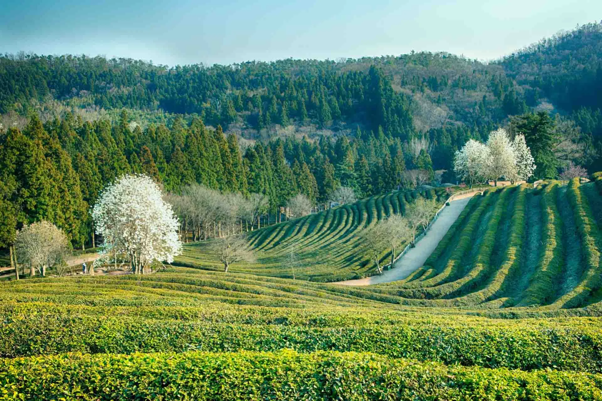 Teetarhat Boseongissa aaltoilevat kauniisti