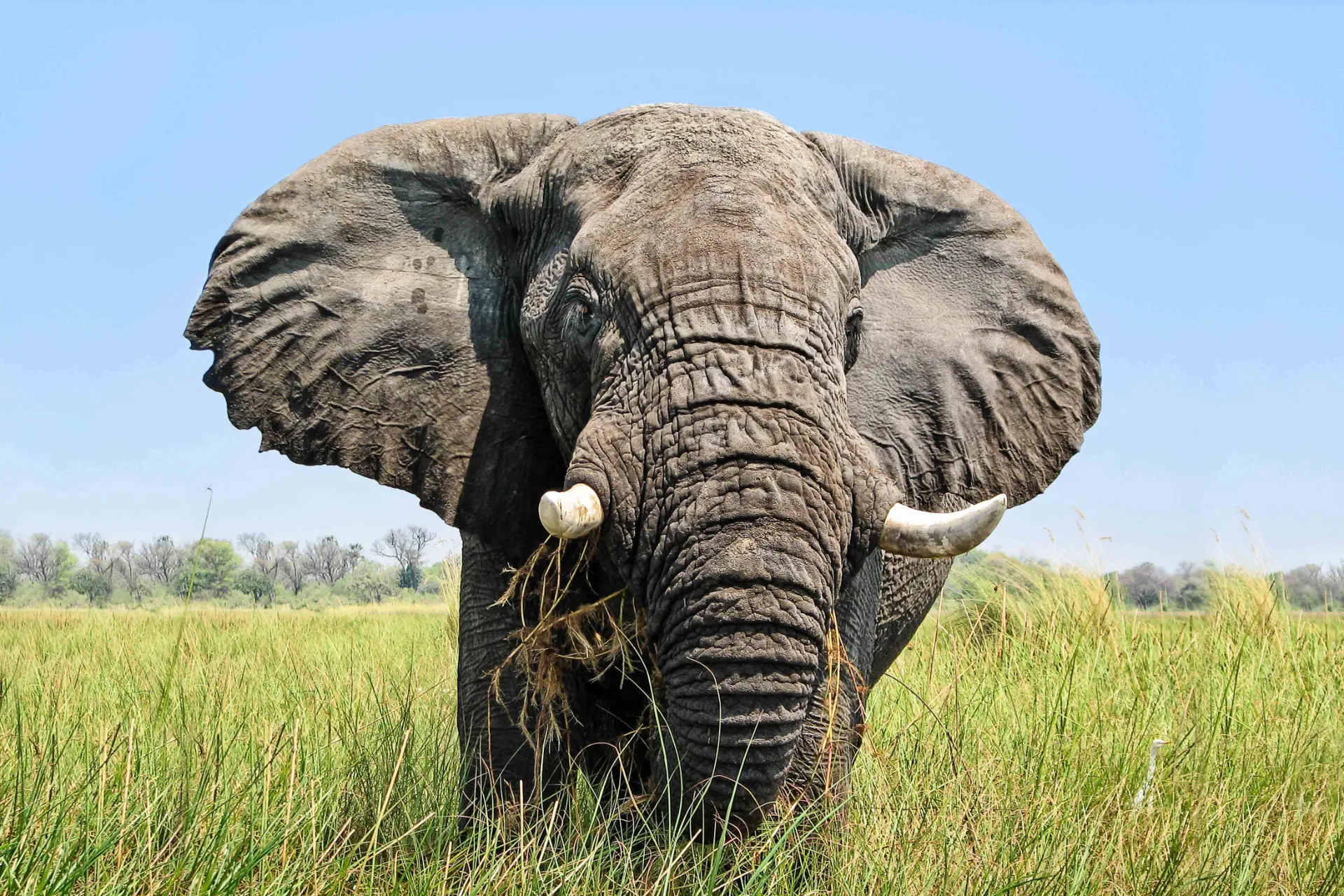 Afrikannorsulla on suuret korvat toisin kuin sen intialaisella sukulaisella Afrikannorsulla on suuret korvat toisin kuin sen intialaisella sukulaisella