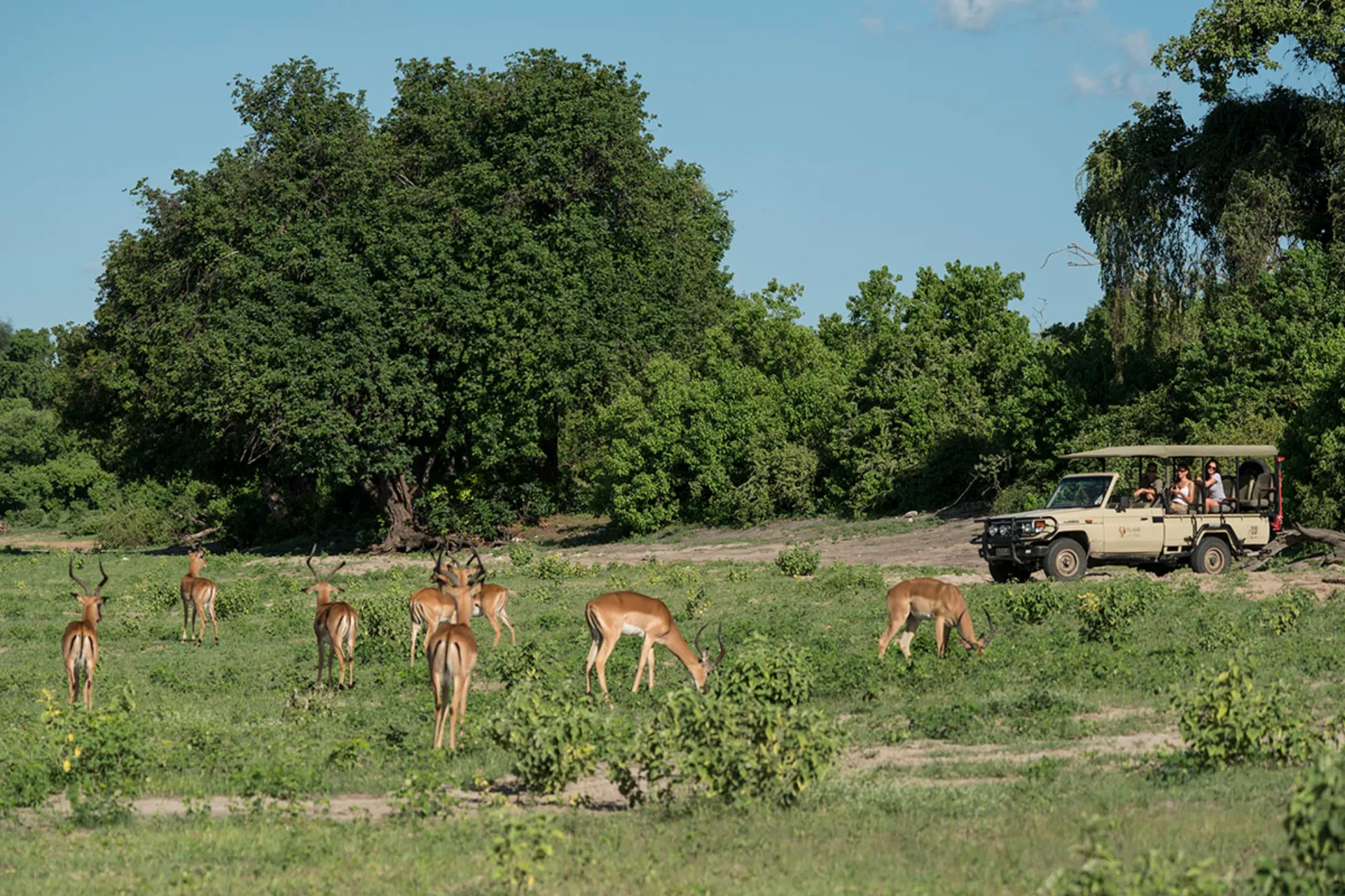 Impalat laiduntavat katsojien edessä Impalat laiduntavat katsojien edessä