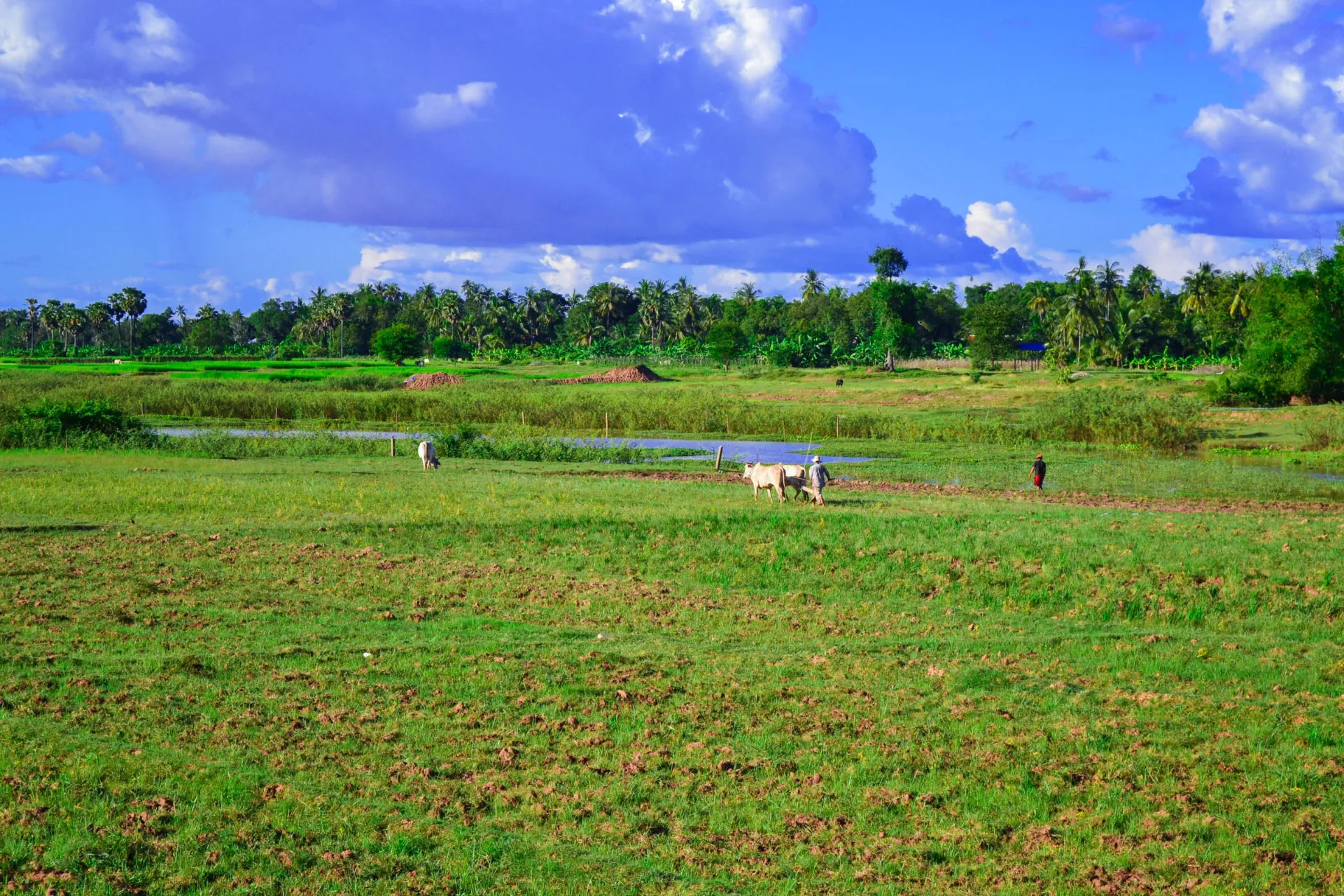Talonpojat riisipellolla