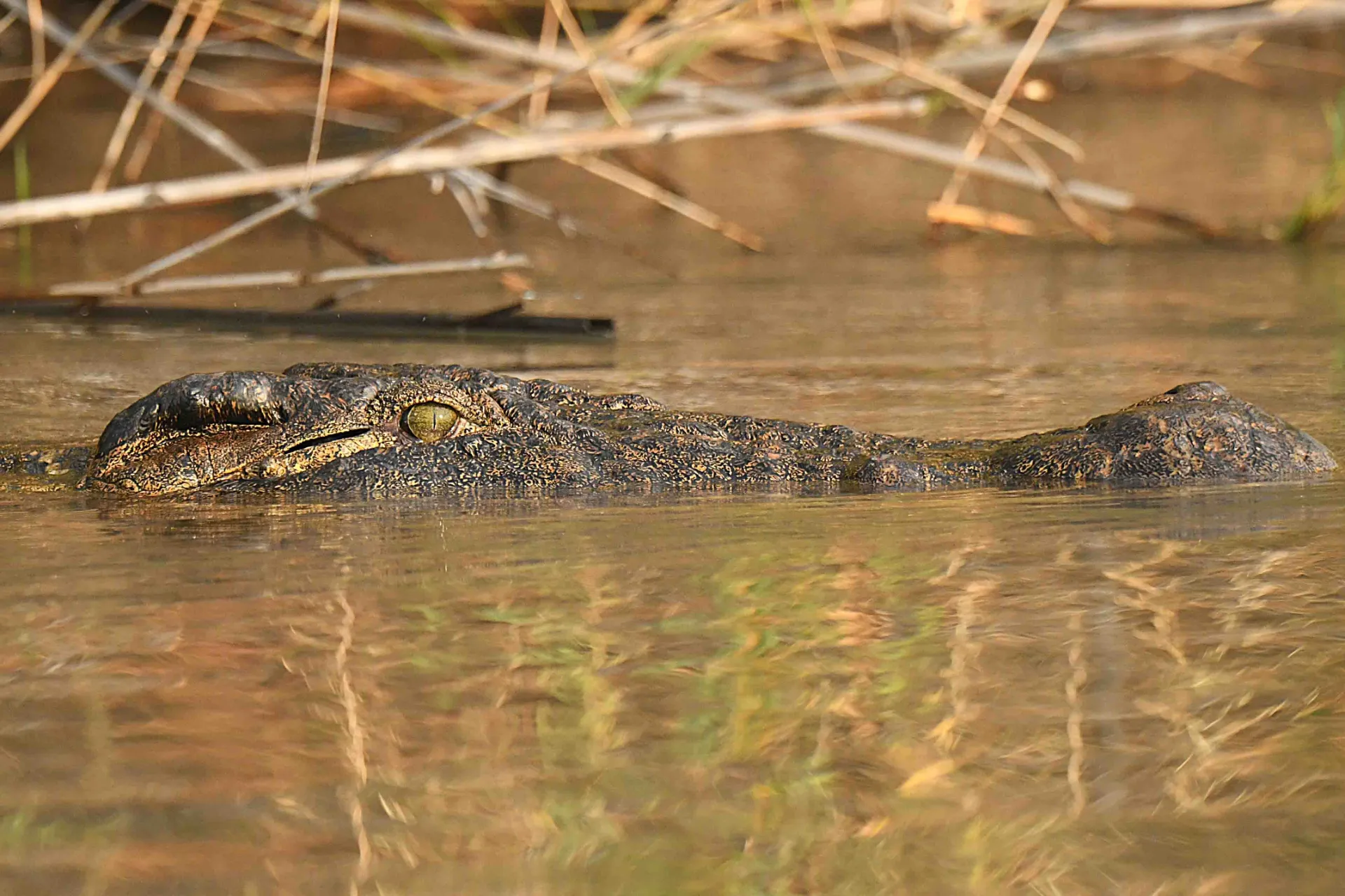 Krokotiili makaa usein piilossa vedenrajassa, valmis yllättämään saaliinsa Krokotiili makaa usein piilossa vedenrajassa, valmis yllättämään saaliinsa