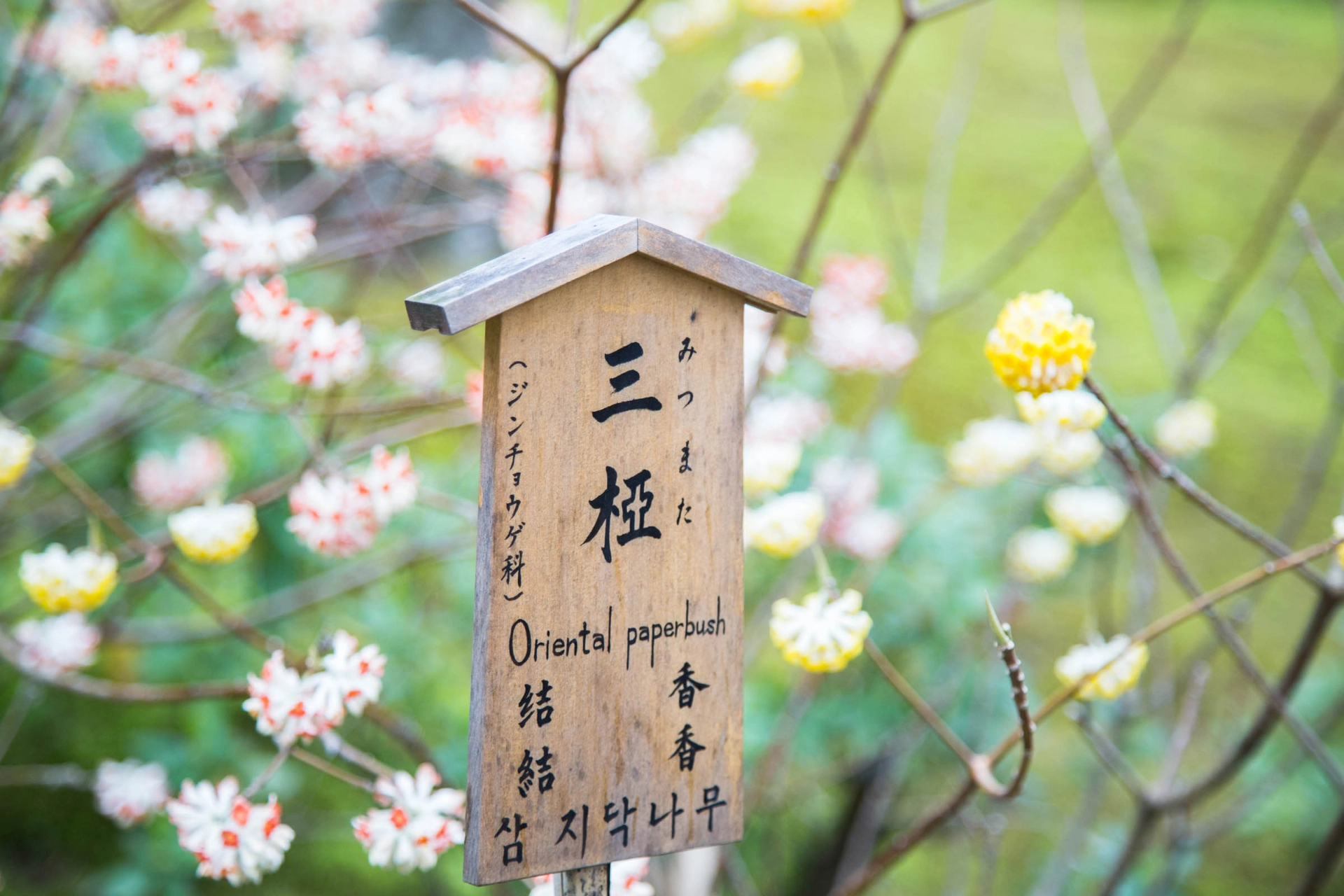 Zen-puutarha Kiotossa