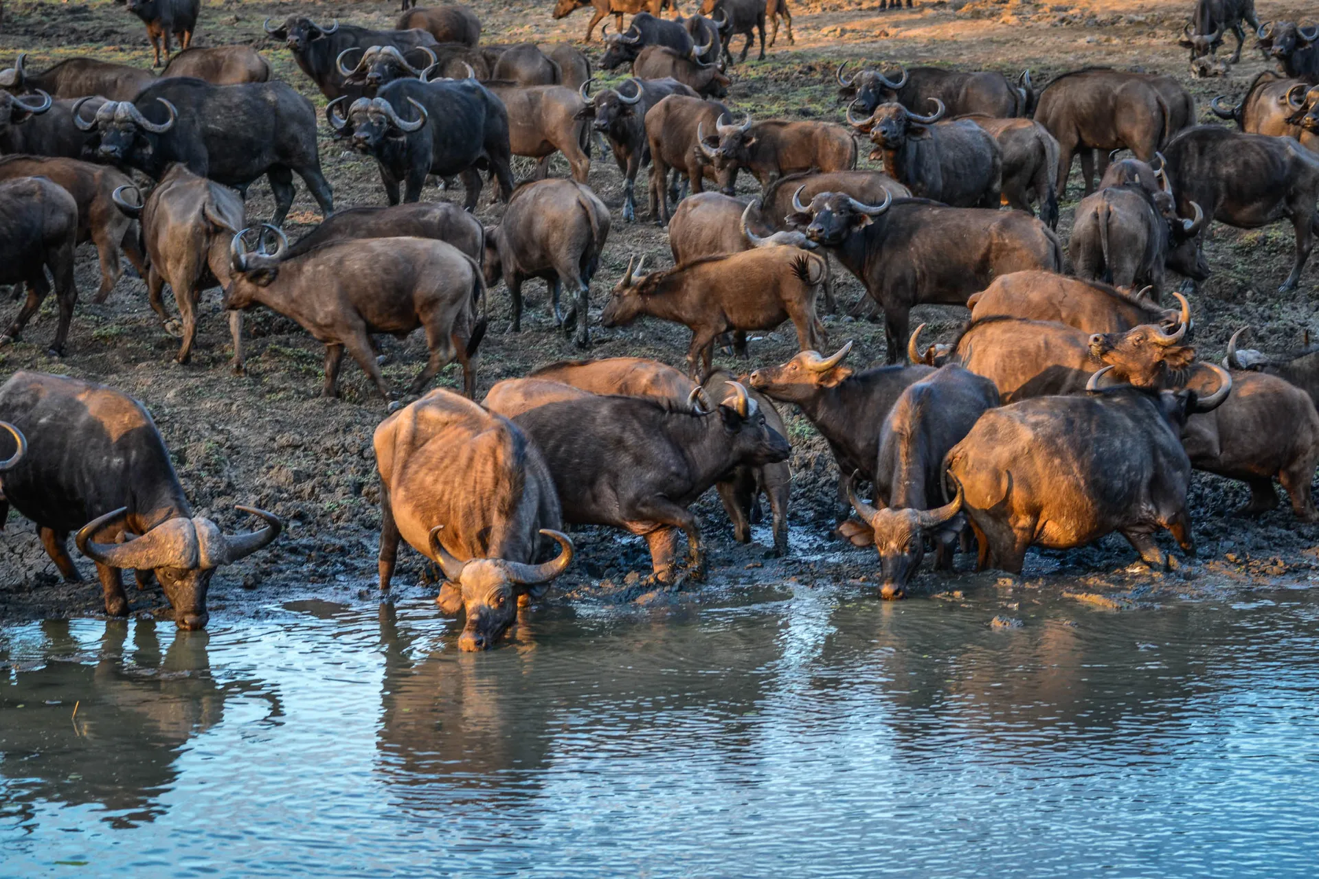Puhvelit sammuttavat janonsa Puhvelit sammuttavat janonsa