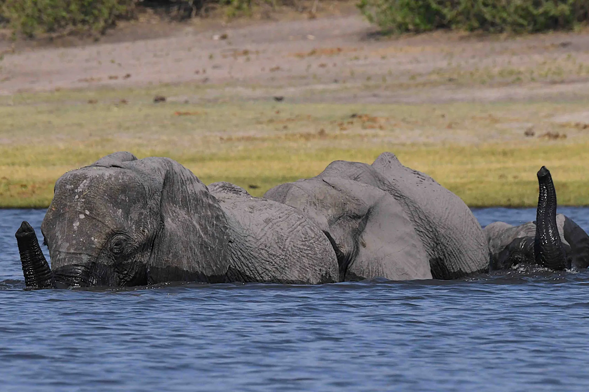 Norsut rakastavat kylpemistä Norsut rakastavat kylpemistä