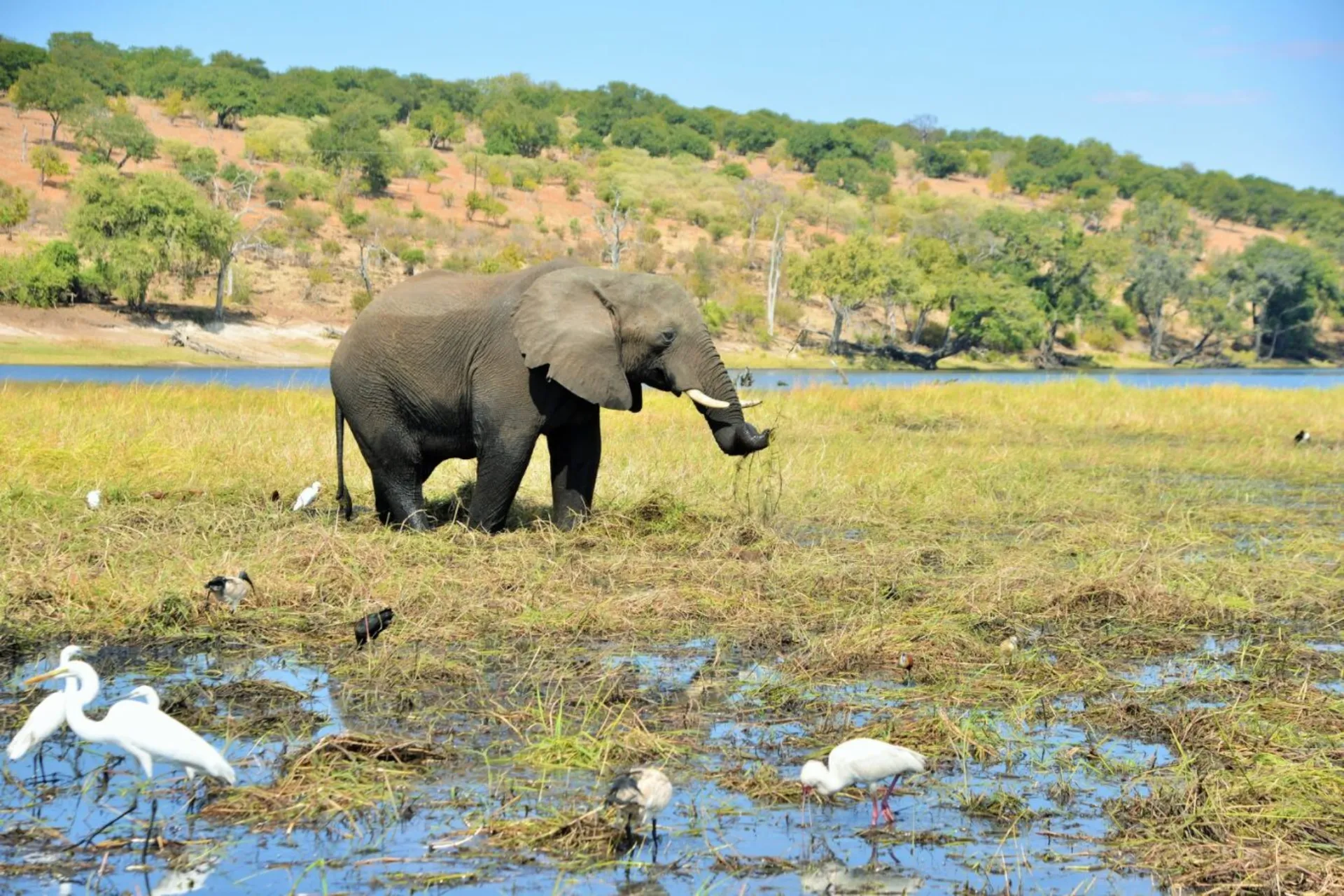 Norsu lehmähaikaroiden ja kahlaajalintujen ympäröimänä Norsu lehmähaikaroiden ja kahlaajalintujen ympäröimänä