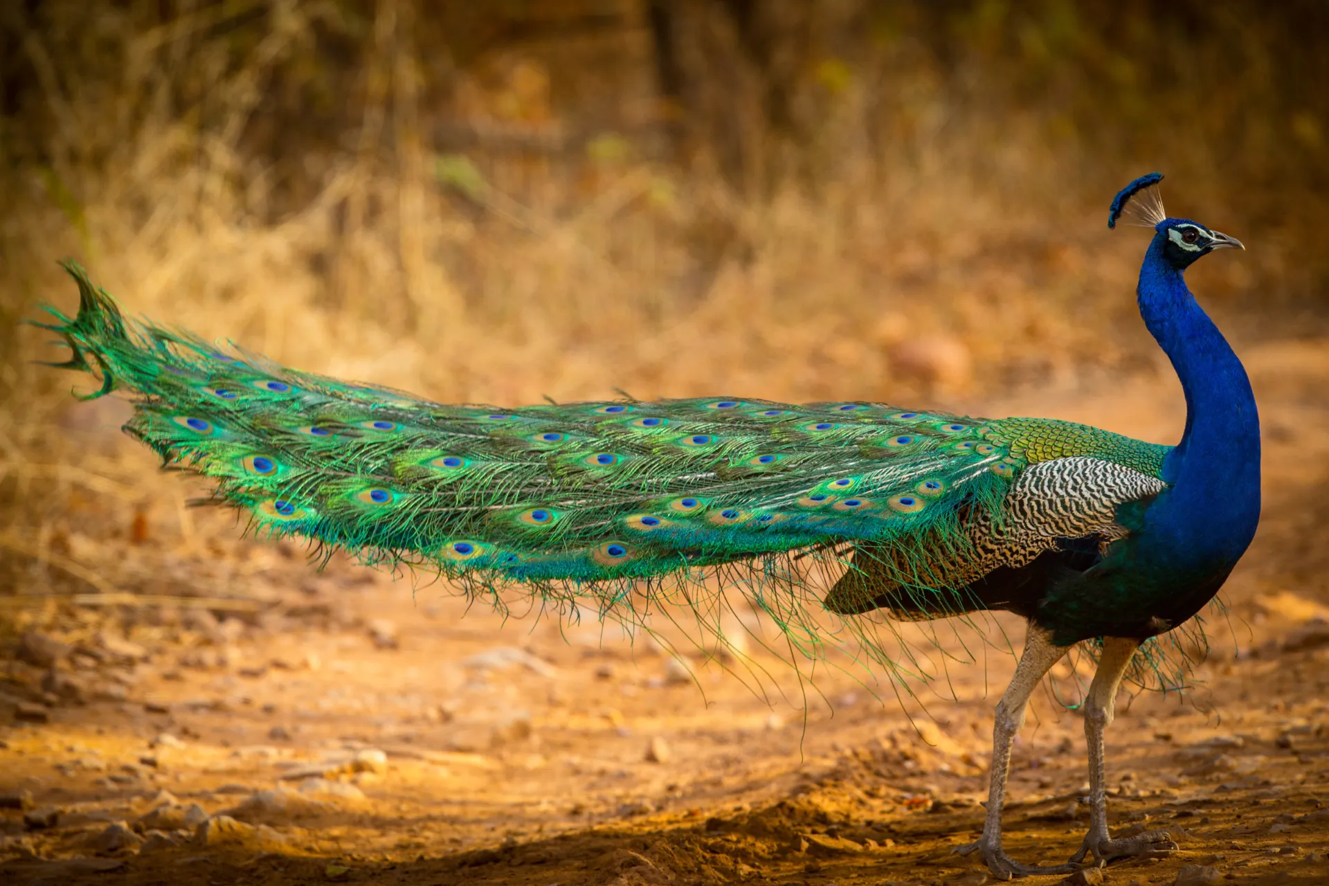 Riikinkukko on Intian ja Pakistanin kansallislintu Riikinkukko on Intian ja Pakistanin kansallislintu