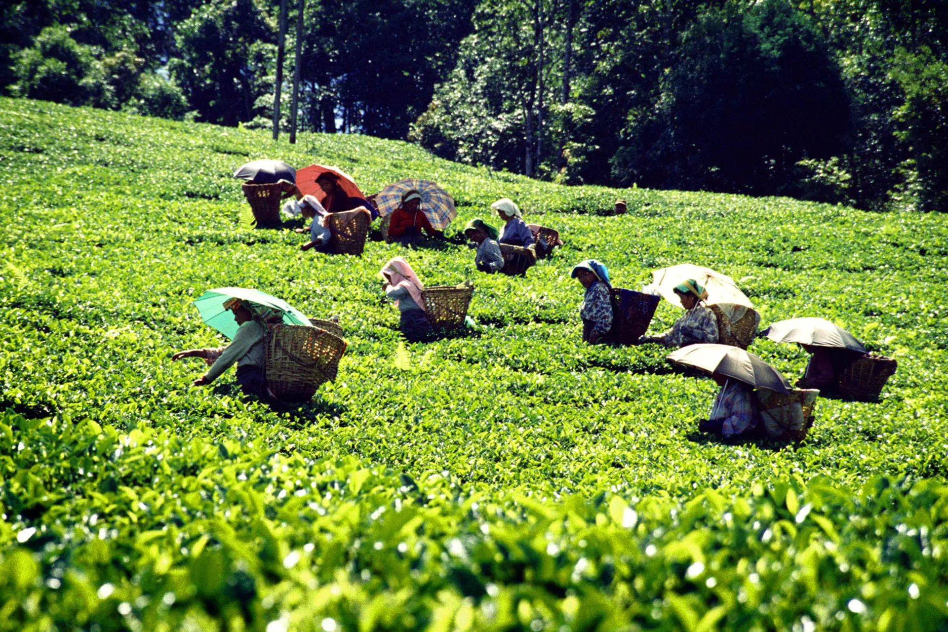 Teenpoimijat suojaavat itsensä auringonsäteiltä