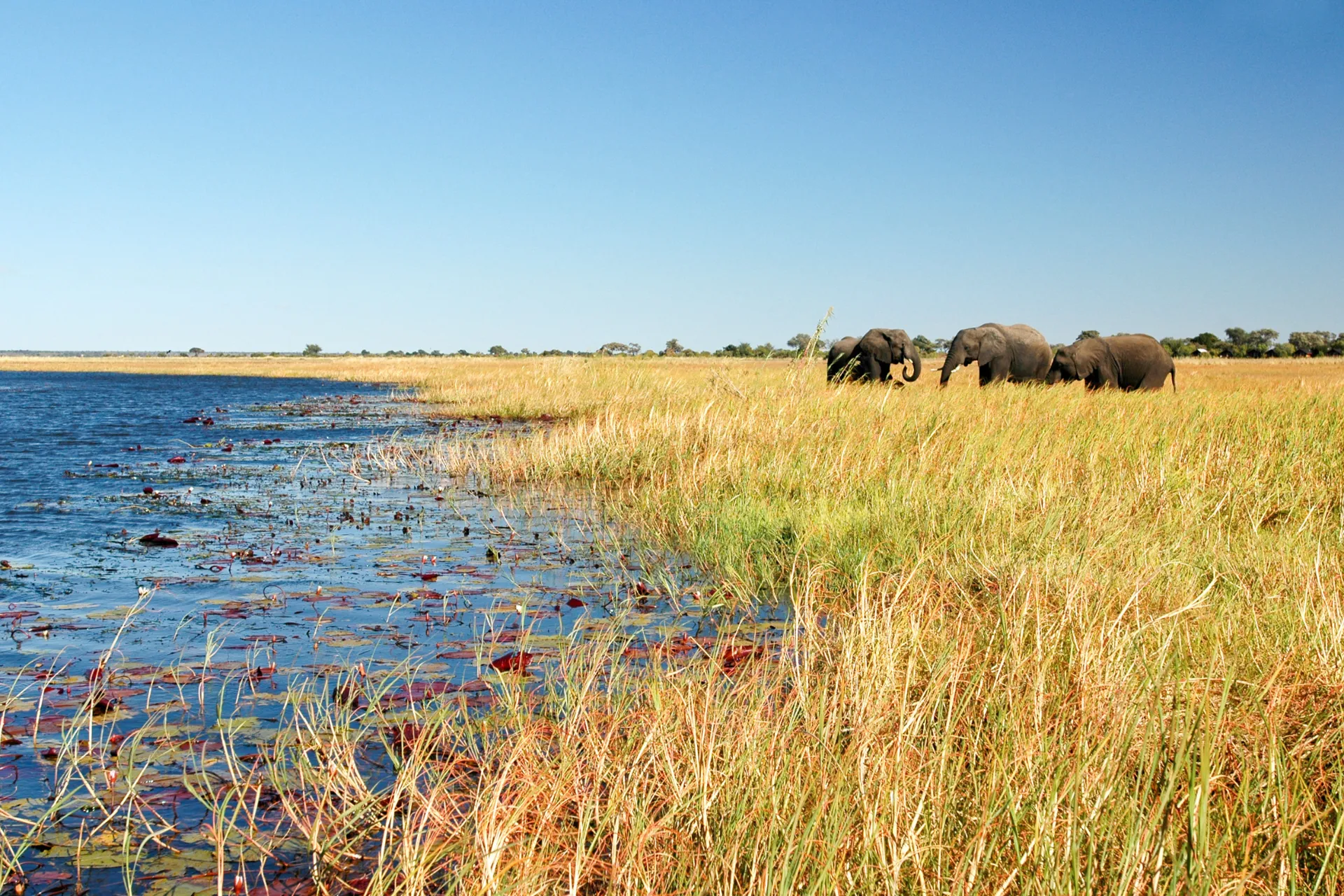 Norsut käyttävät noin 16 tuntia päivässä syömiseen Norsut käyttävät noin 16 tuntia päivässä syömiseen