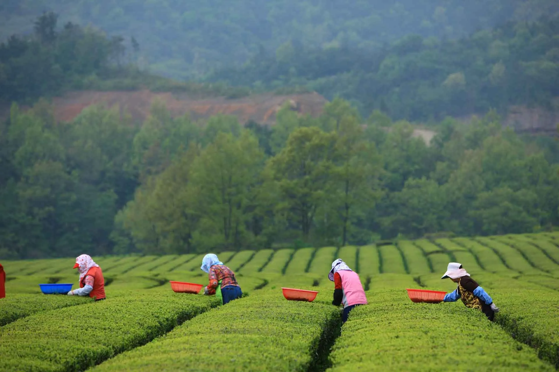 Boseong – Vihreät teesuot Jeollassa – Etelä-Korean vihreä tees-pääkaupunki