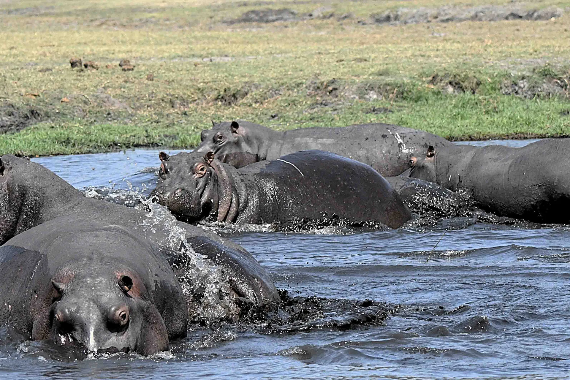Päivällä ne viihtyvät parhaiten vedessä Päivällä ne viihtyvät parhaiten vedessä