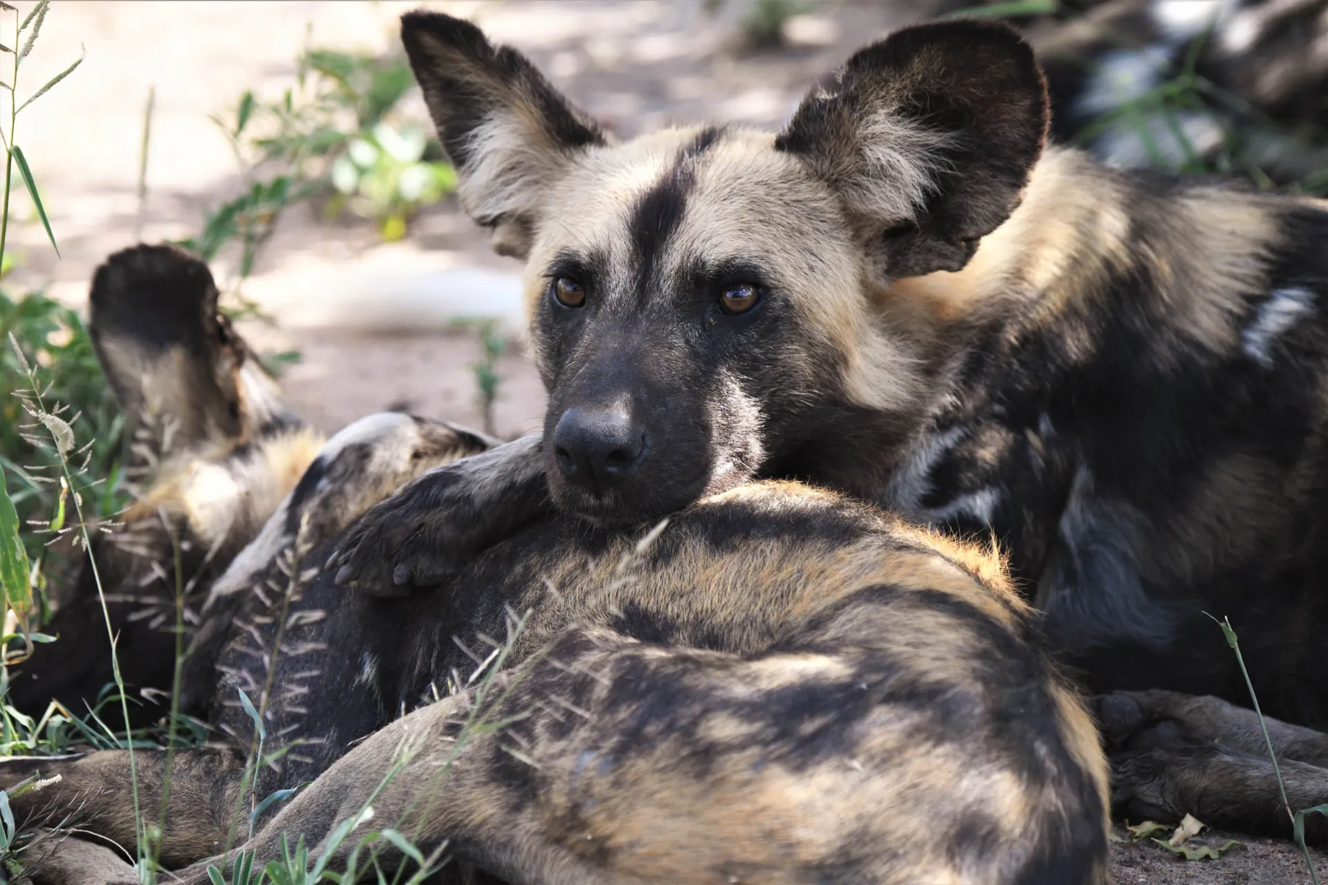 Villikoirat lepäävät yhdessä Villikoirat lepäävät yhdessä