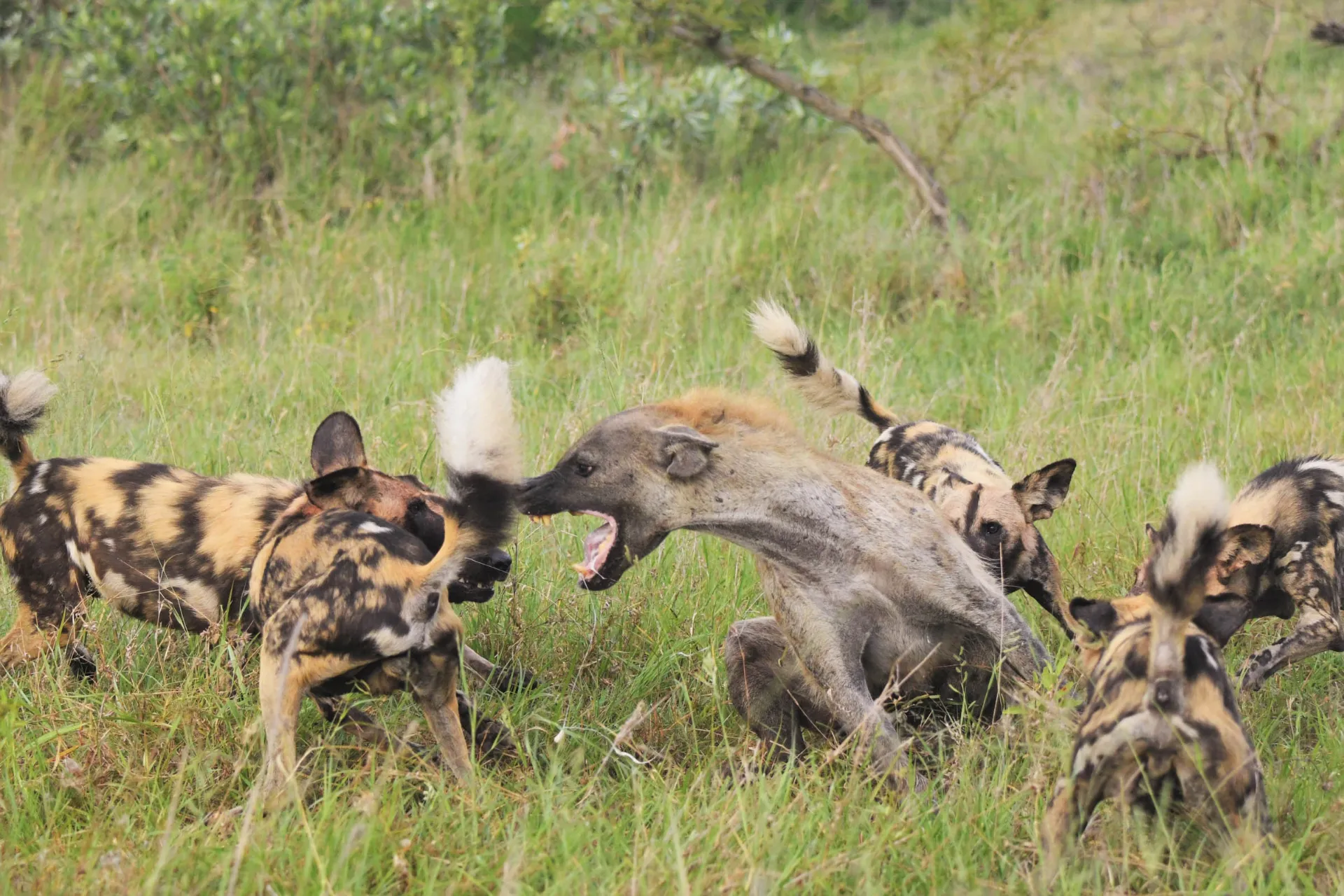 Hyeena ja villikoirat taistelevat ruoasta – hyeena taistelee istuen, muuten se saa pureman takapuoleen Hyeena ja villikoirat taistelevat ruoasta – hyeena taistelee istuen, muuten se saa pureman takapuoleen