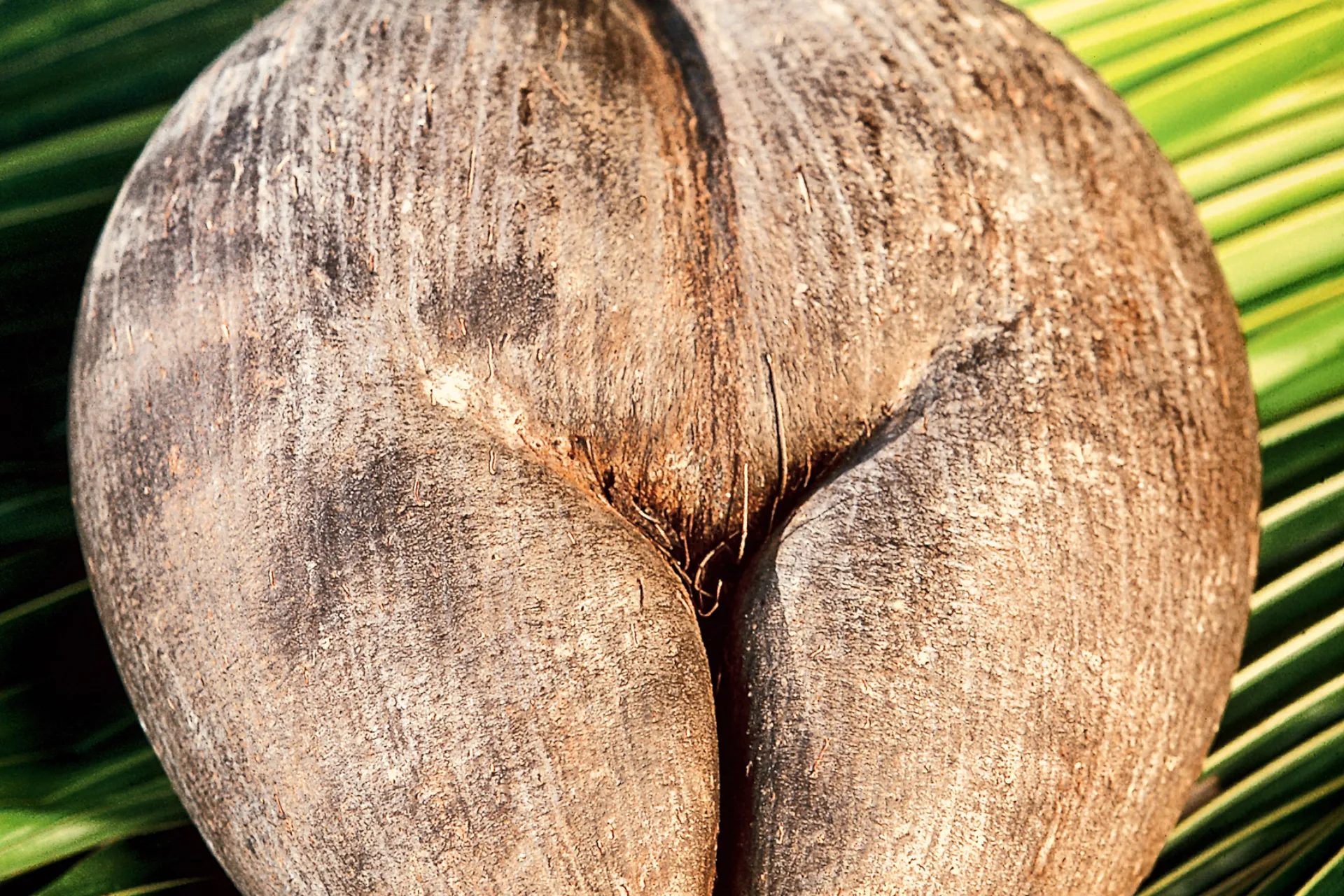 Coco de Mer on maailman suurin palmunsiemen ja sitä löytyy vain Seychelleiltä