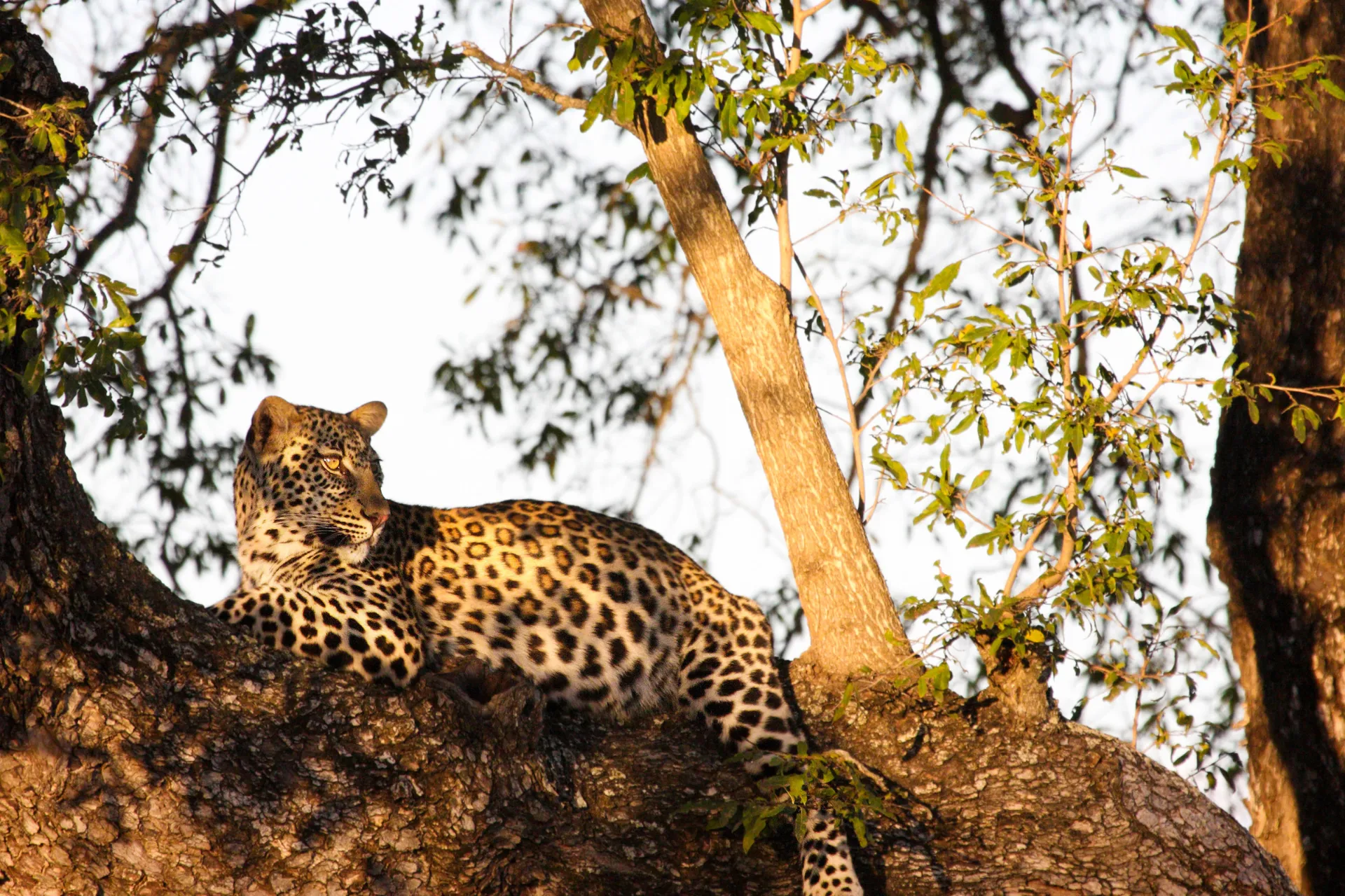 Leopardi on levinnein suurista kissoista