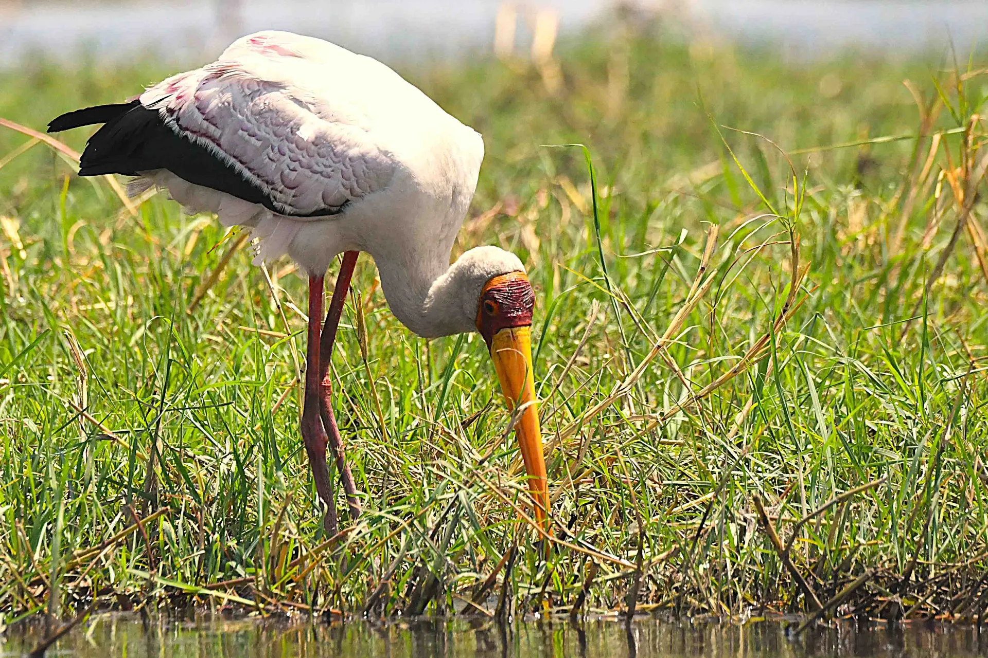 Afrikkalainen metsähaikara Afrikkalainen metsähaikara