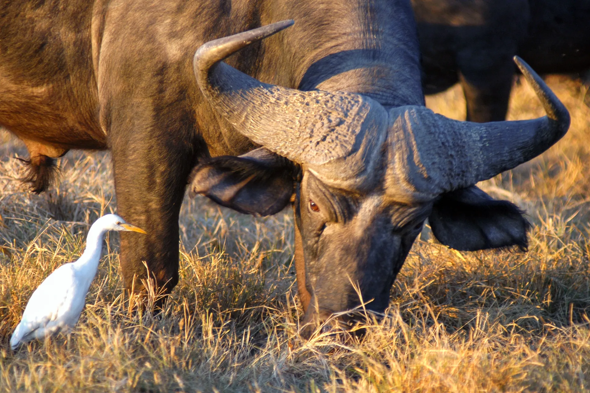 Afrikaninsarvijahti ja lehmähaikara elävät symbioosissa: puhveli hätistää hyönteisiä, joita haikara syö, ja haikara poistaa myös loisia puhvelista Afrikaninsarvijahti ja lehmähaikara elävät symbioosissa: puhveli hätistää hyönteisiä, joita haikara syö, ja haikara poistaa myös loisia puhvelista