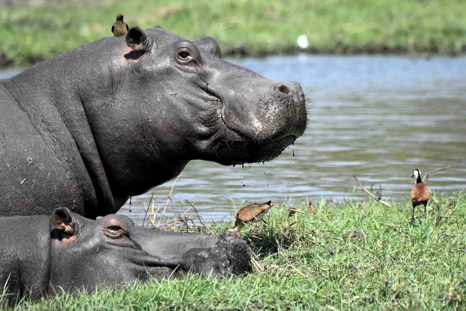 Virtahevot lepäävät joen äärellä, kun härkähaikarat poistavat hyönteisiä niiden iholta Virtahevot lepäävät joen äärellä, kun härkähaikarat poistavat hyönteisiä niiden iholta