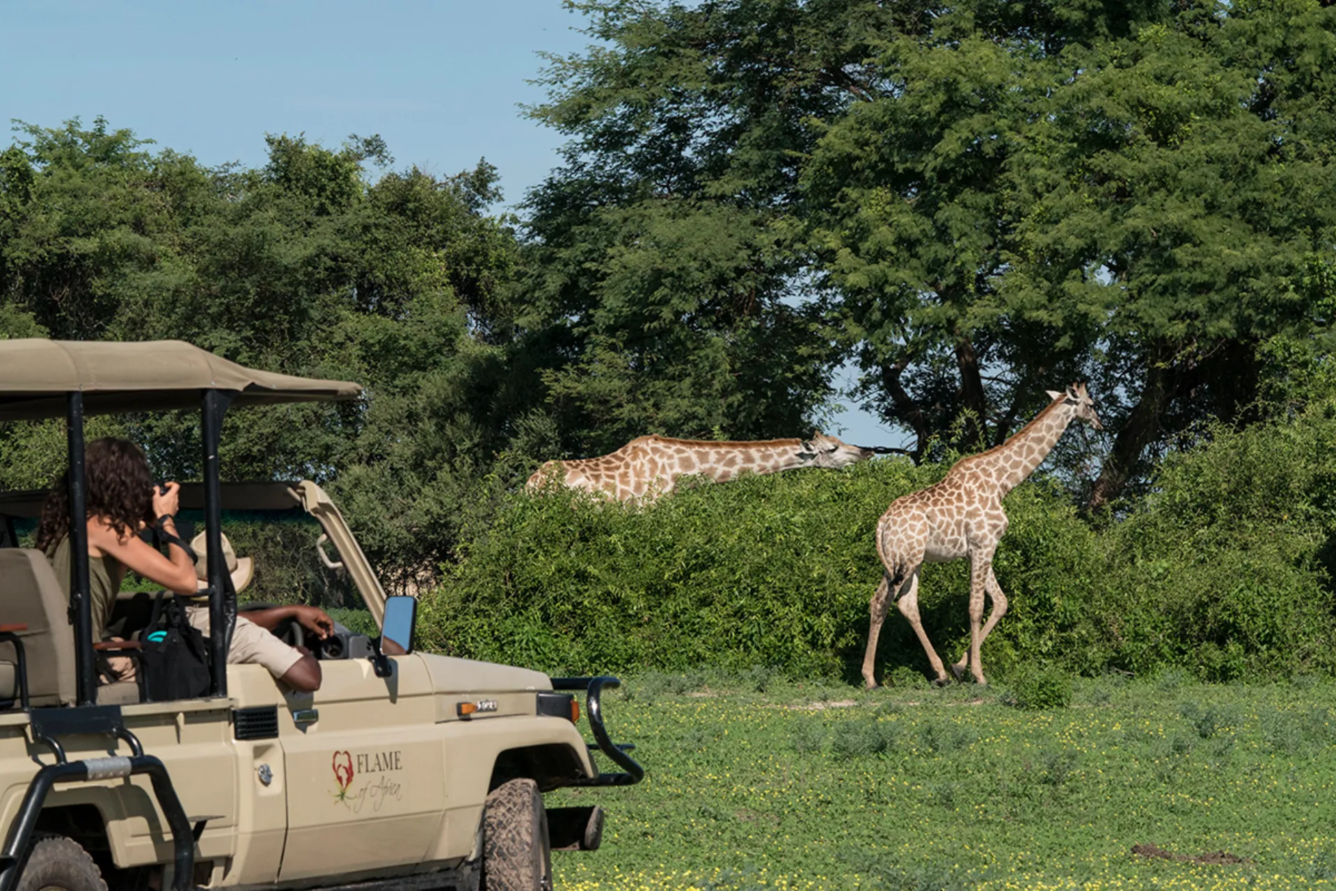 Kirahvi syö päivittäin noin 35 kg lehtiä, versoja ja hedelmiä – suosii akaasioita Kirahvi syö päivittäin noin 35 kg lehtiä, versoja ja hedelmiä – suosii akaasioita