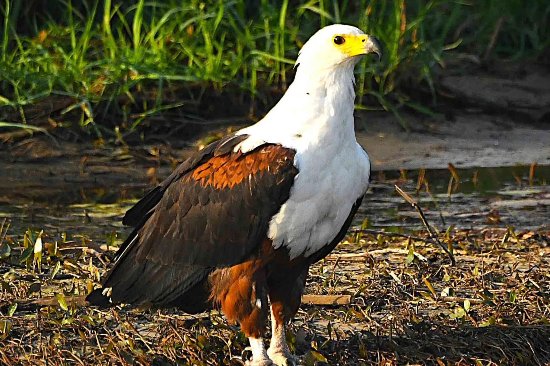 Afrikkalainen kalasääski Afrikkalainen kalasääski