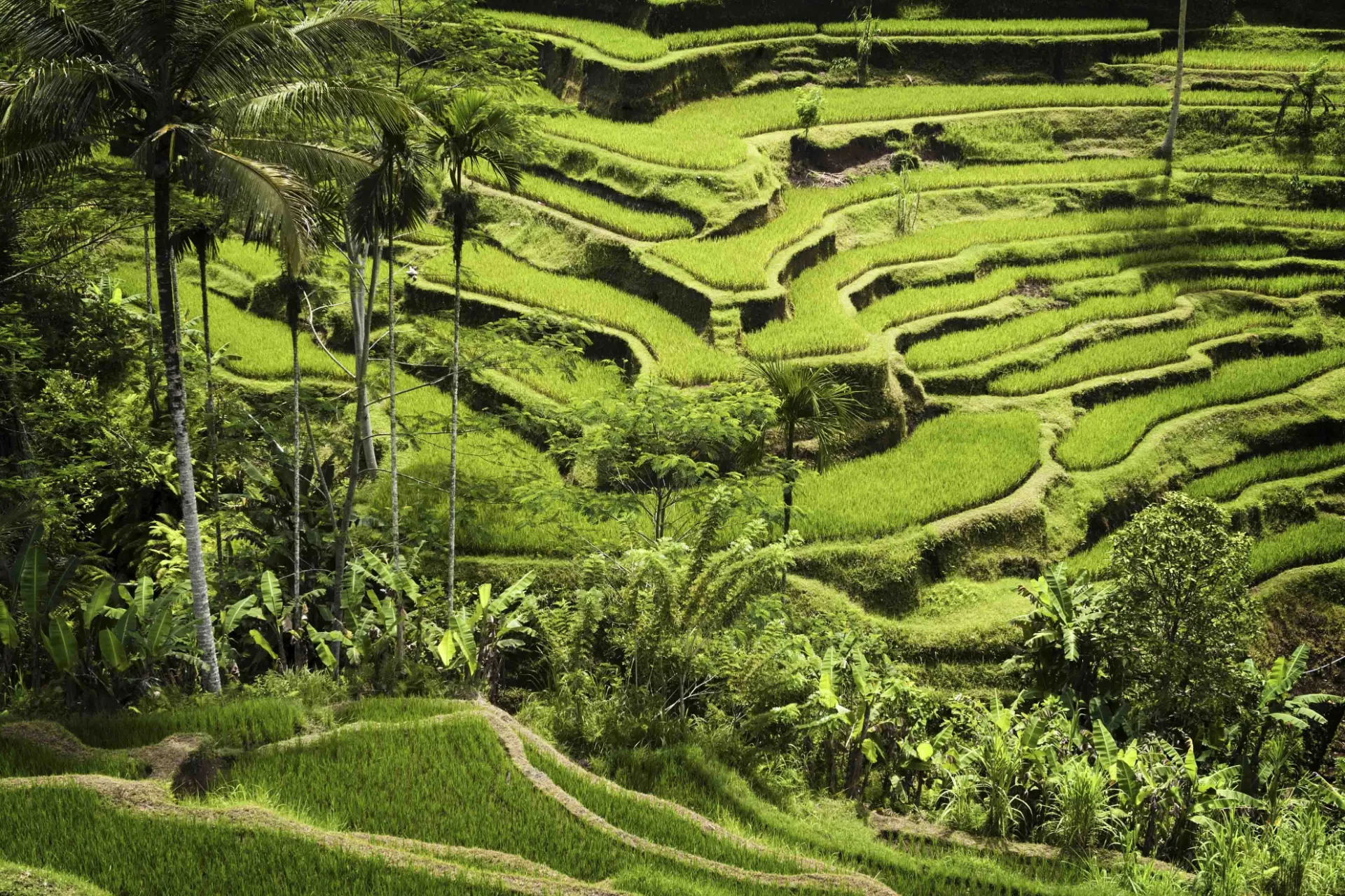 Vaikuttavat riisiterassit Ubudin lähellä Vaikuttavat riisiterassit Ubudin lähellä