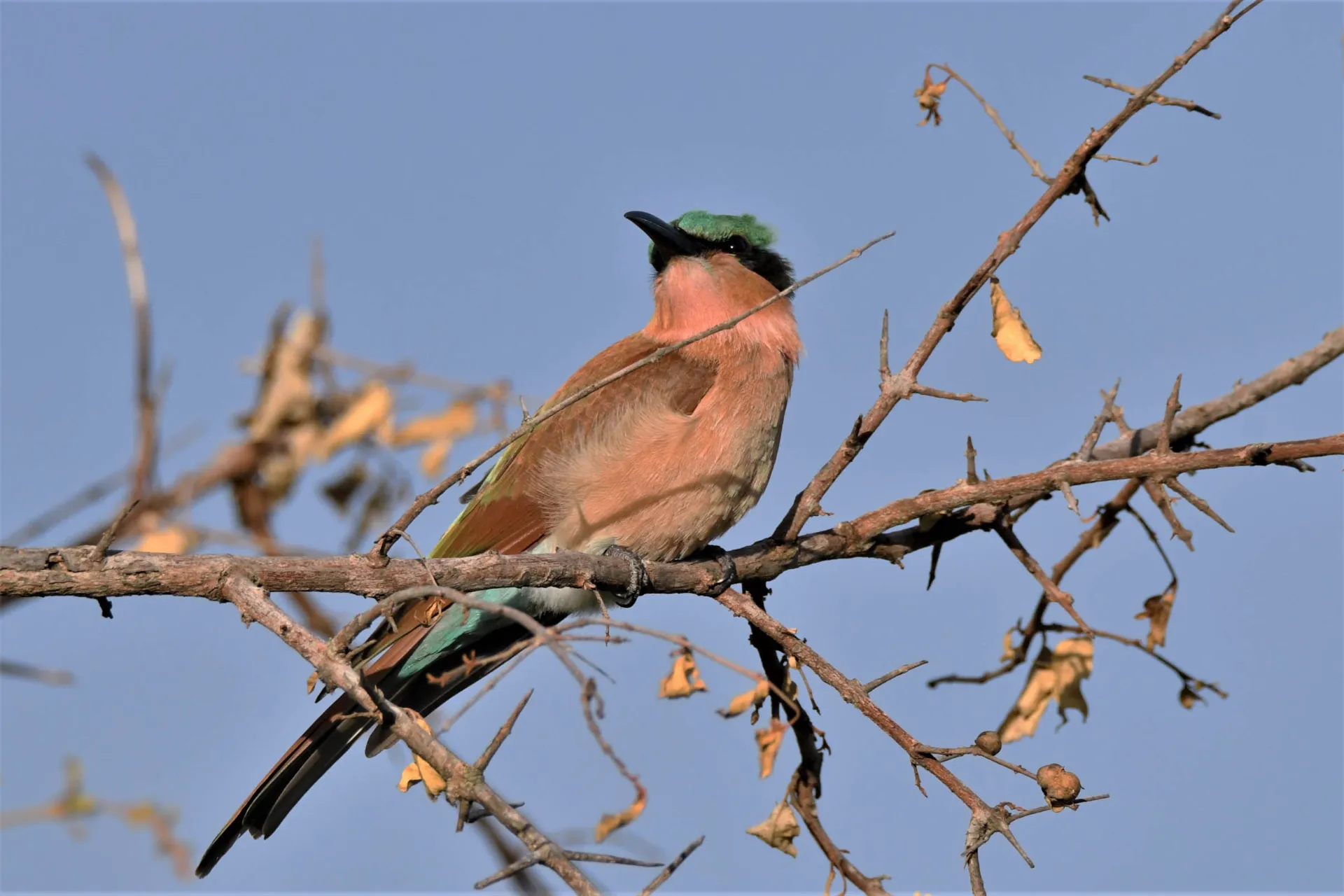 Linnusto on runsasta – tässä karmiinimehiläissyöjä Linnusto on runsasta – tässä karmiinimehiläissyöjä
