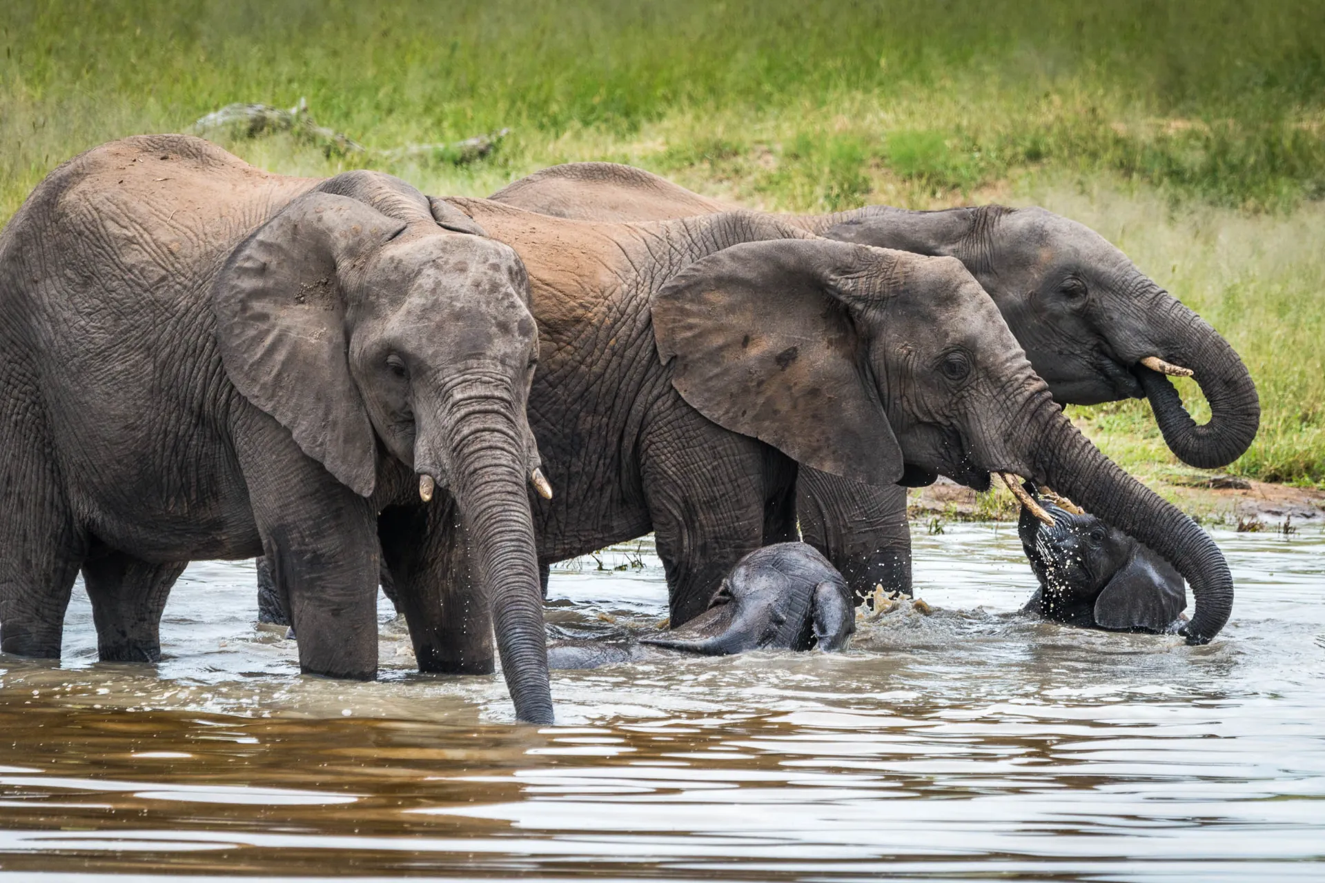 Norsut poikasineen kylpevät ja sammuttavat janonsa Norsut poikasineen kylpevät ja sammuttavat janonsa