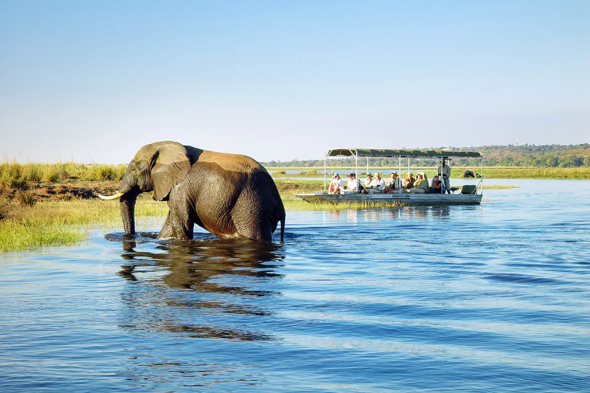 Norsu voi imeä kärsäänsä kerralla 10 litraa vettä Norsu voi imeä kärsäänsä kerralla 10 litraa vettä