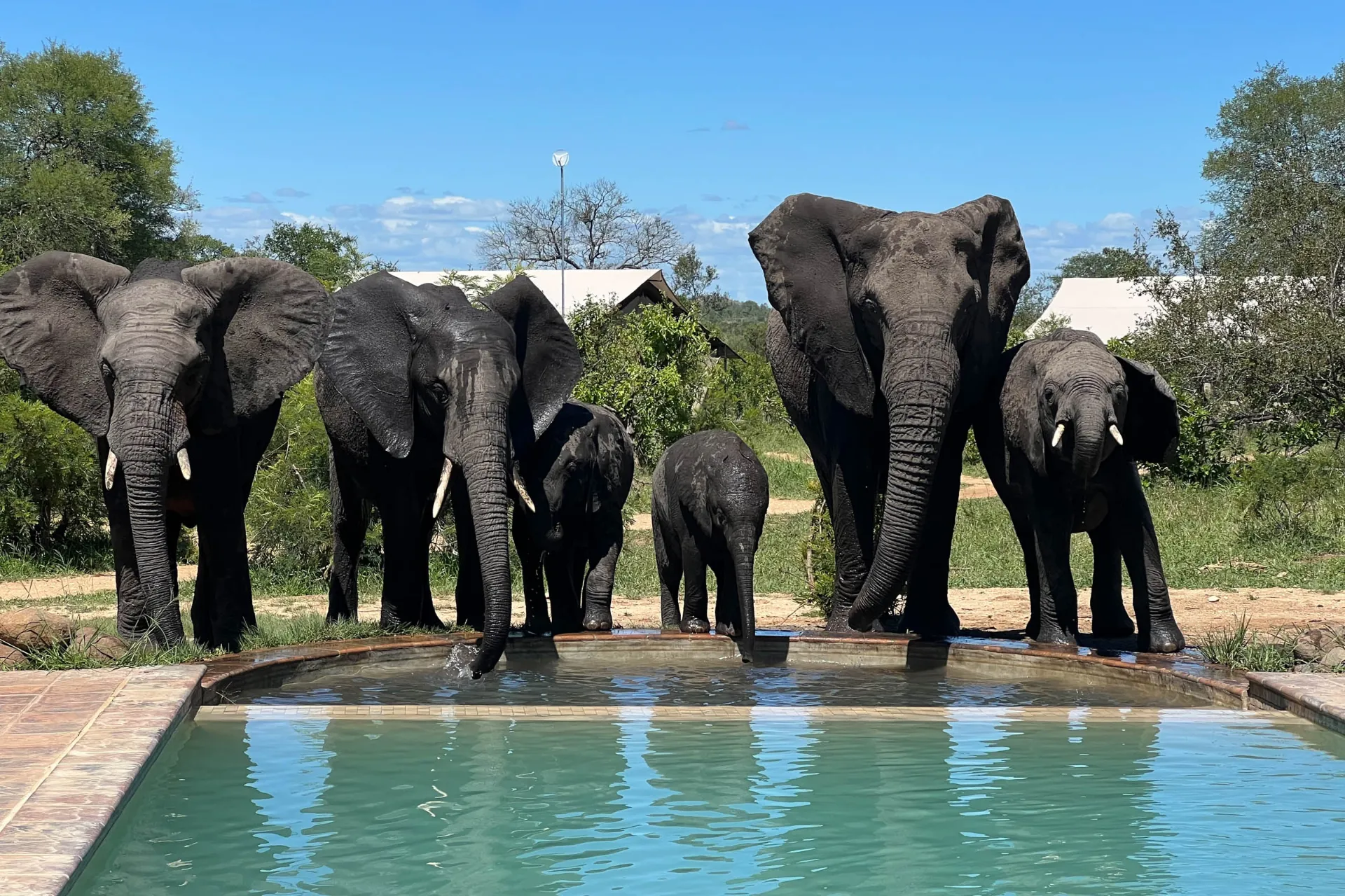 Norsut käyvät myös altaalla – eivät kuitenkaan uimassa Norsut käyvät myös altaalla – eivät kuitenkaan uimassa