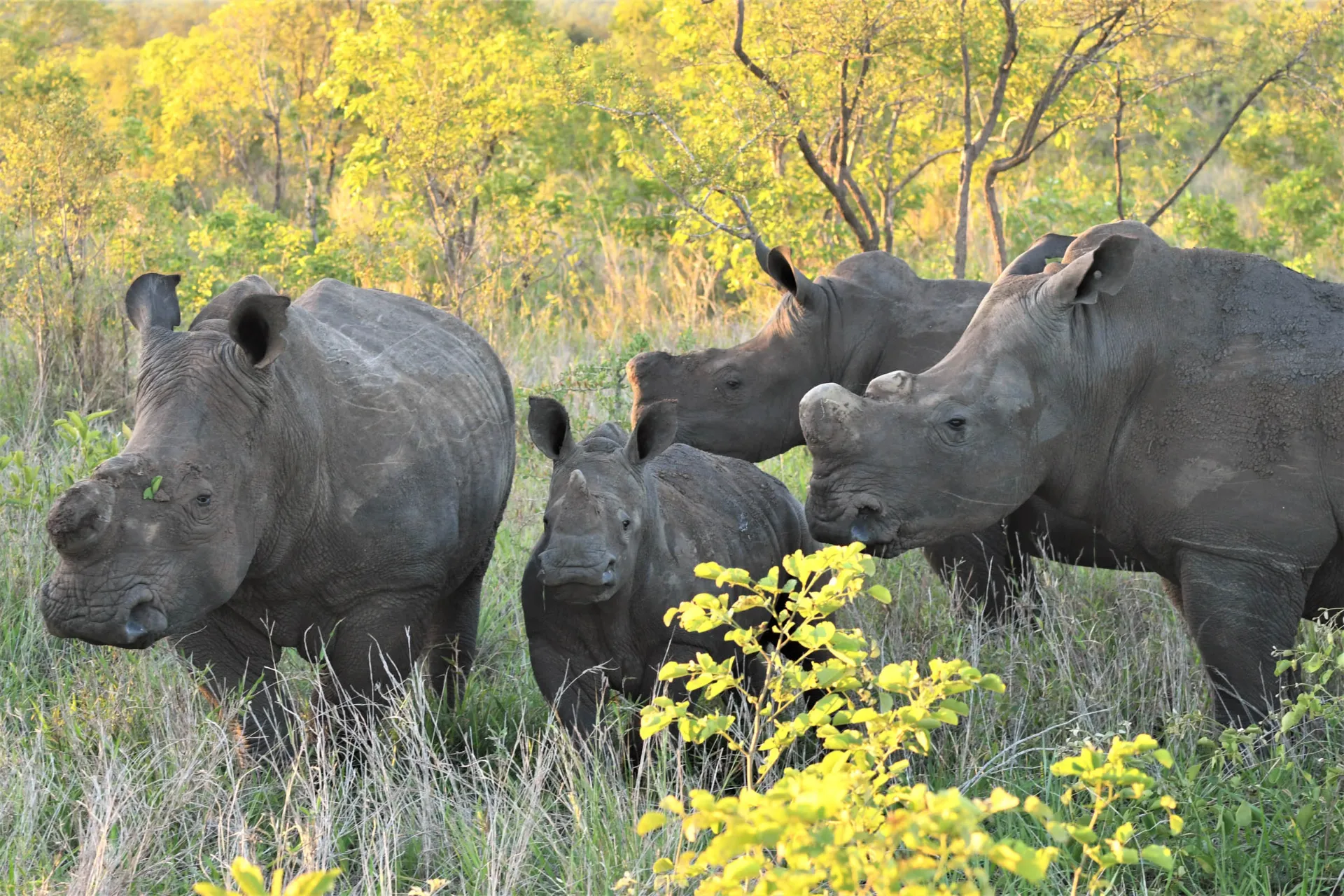 Salametsästyksen vähentämiseksi sarvikuonoilta poistetaan usein sarvet Salametsästyksen vähentämiseksi sarvikuonoilta poistetaan usein sarvet