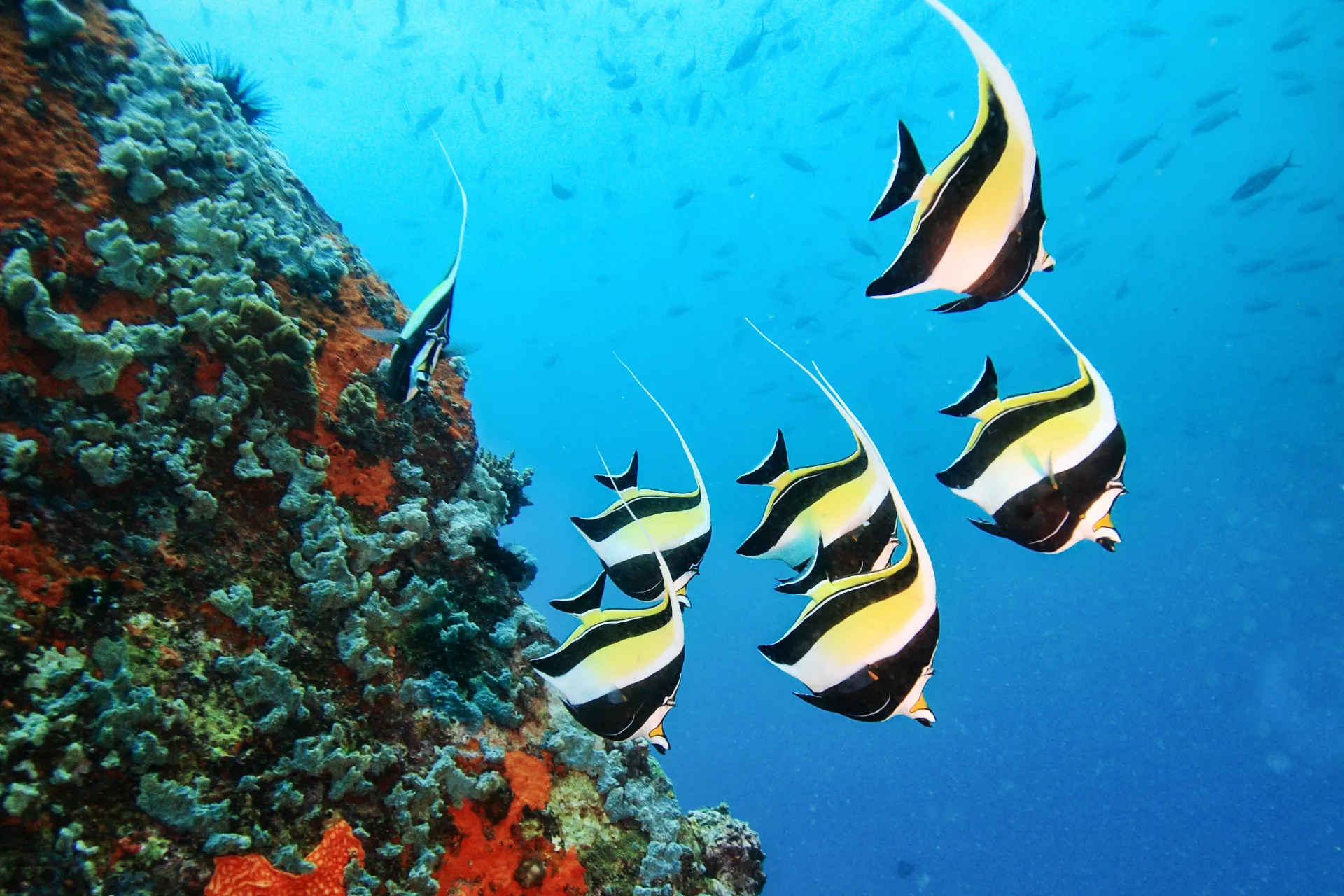 Seychellien koralliriutat kuhisevat elämää täynnä värikkäitä kaloja