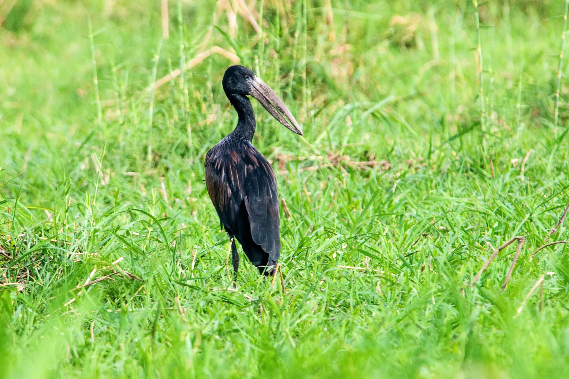 Afrikkalaisella lusikkonokalla on erityinen nokka, täydellinen etanoiden ja simpukoiden pyydystämiseen Afrikkalaisella lusikkonokalla on erityinen nokka, täydellinen etanoiden ja simpukoiden pyydystämiseen