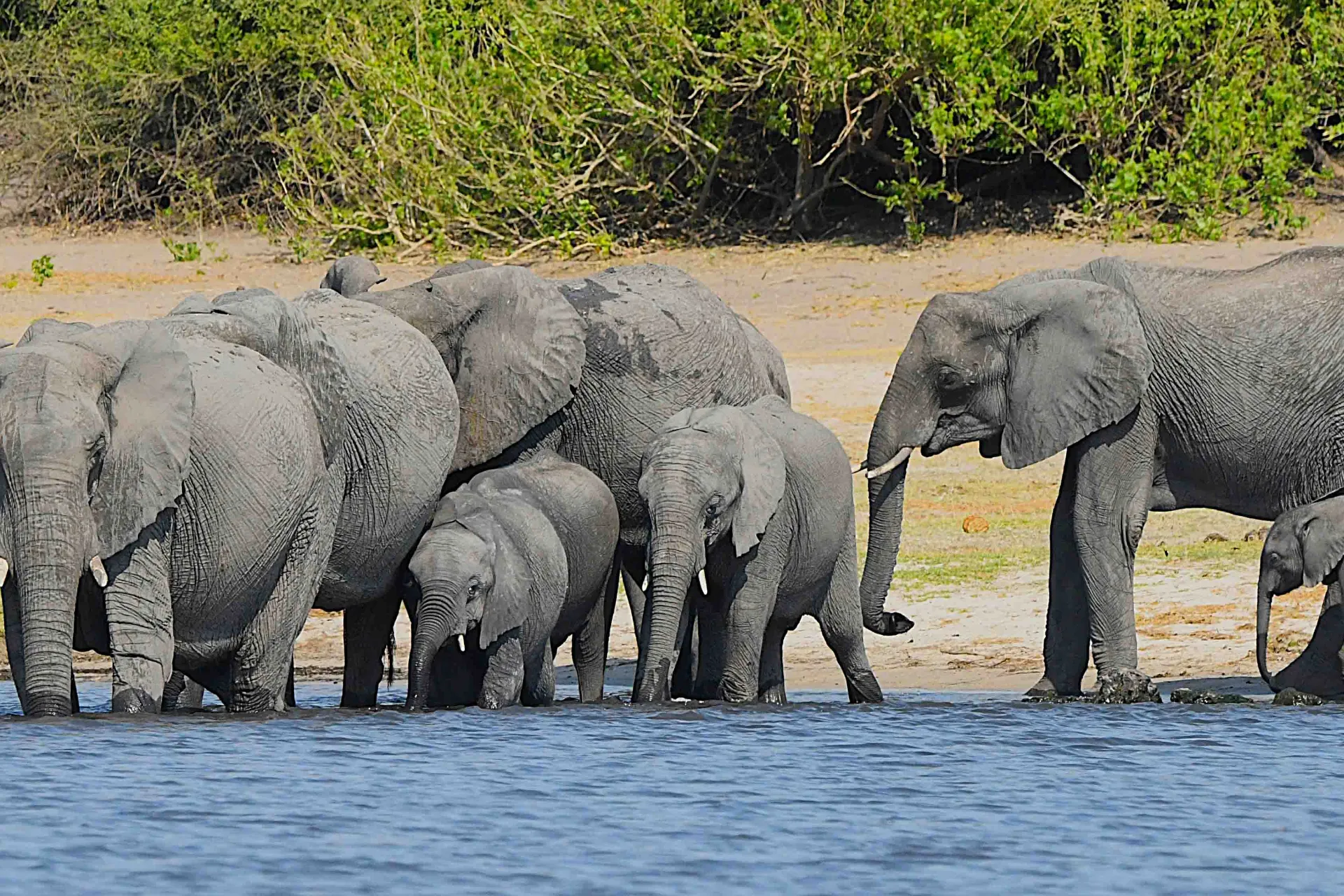 Elefanttivasikat painavat 90–120 kiloa syntyessään ja ovat noin 1 metrin korkuisia Elefanttivasikat painavat 90–120 kiloa syntyessään ja ovat noin 1 metrin korkuisia