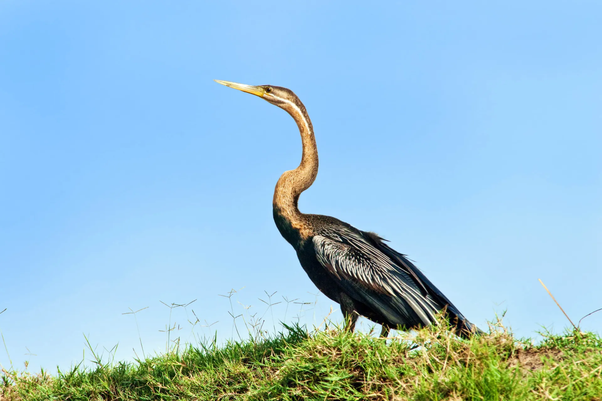 Afrikkalainen käärmekurkkulintu elää järvien ja jokien äärellä, missä se pyydystää kaloja terävällä nokallaan. Pitkä kaula antaa sille nimen "käärmekurkkulintu" Afrikkalainen käärmekurkkulintu elää järvien ja jokien äärellä, missä se pyydystää kaloja terävällä nokallaan. Pitkä kaula antaa sille nimen "käärmekurkkulintu"