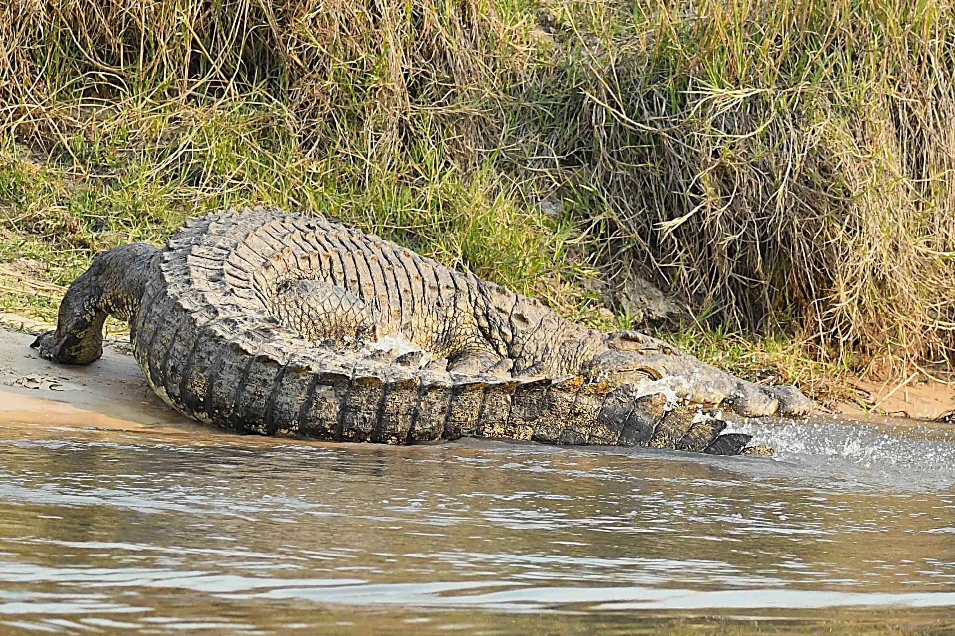Krokotiili matkalla veteen Krokotiili matkalla veteen