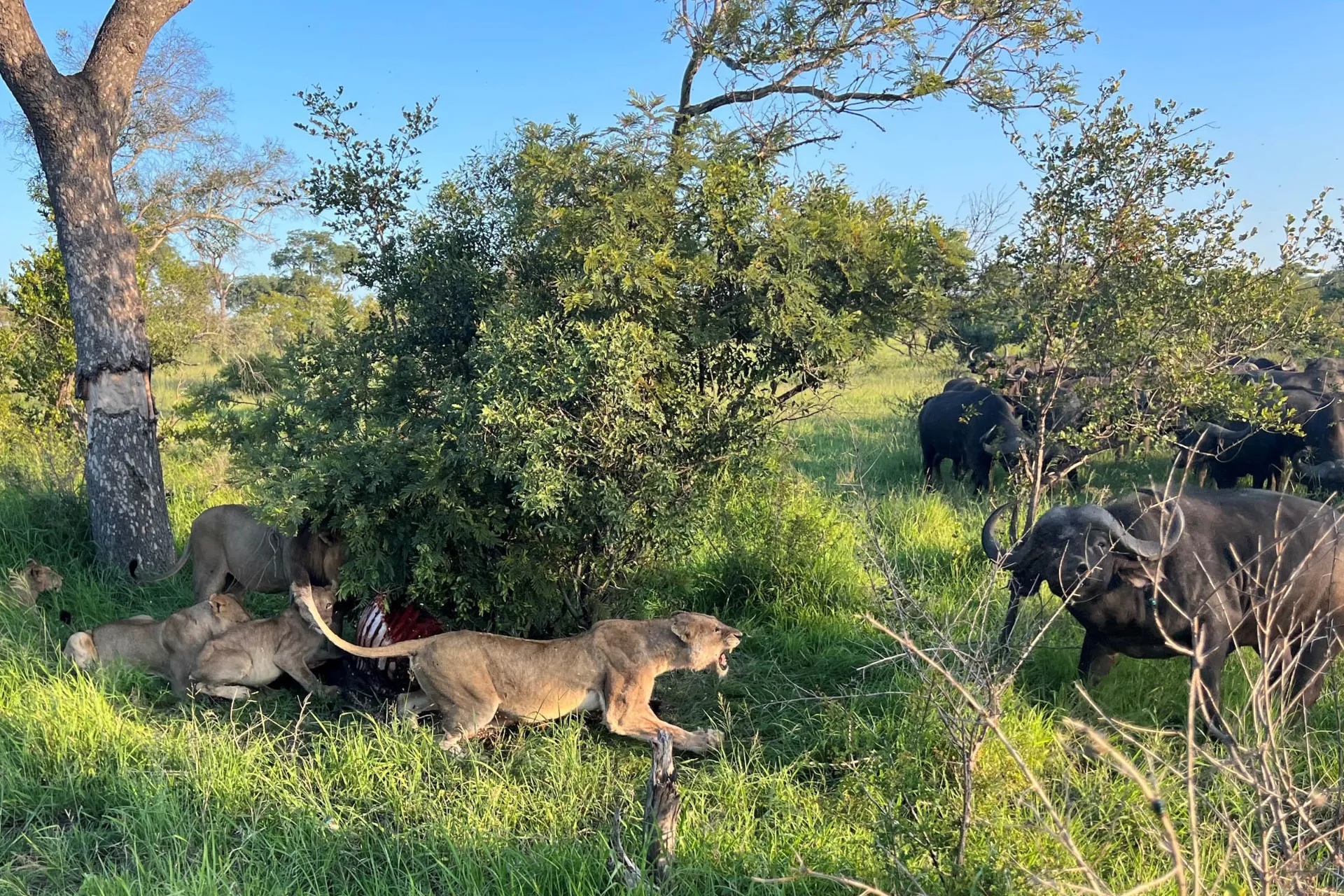Naarasleijona varmistaa ruokarauhan Naarasleijona varmistaa ruokarauhan