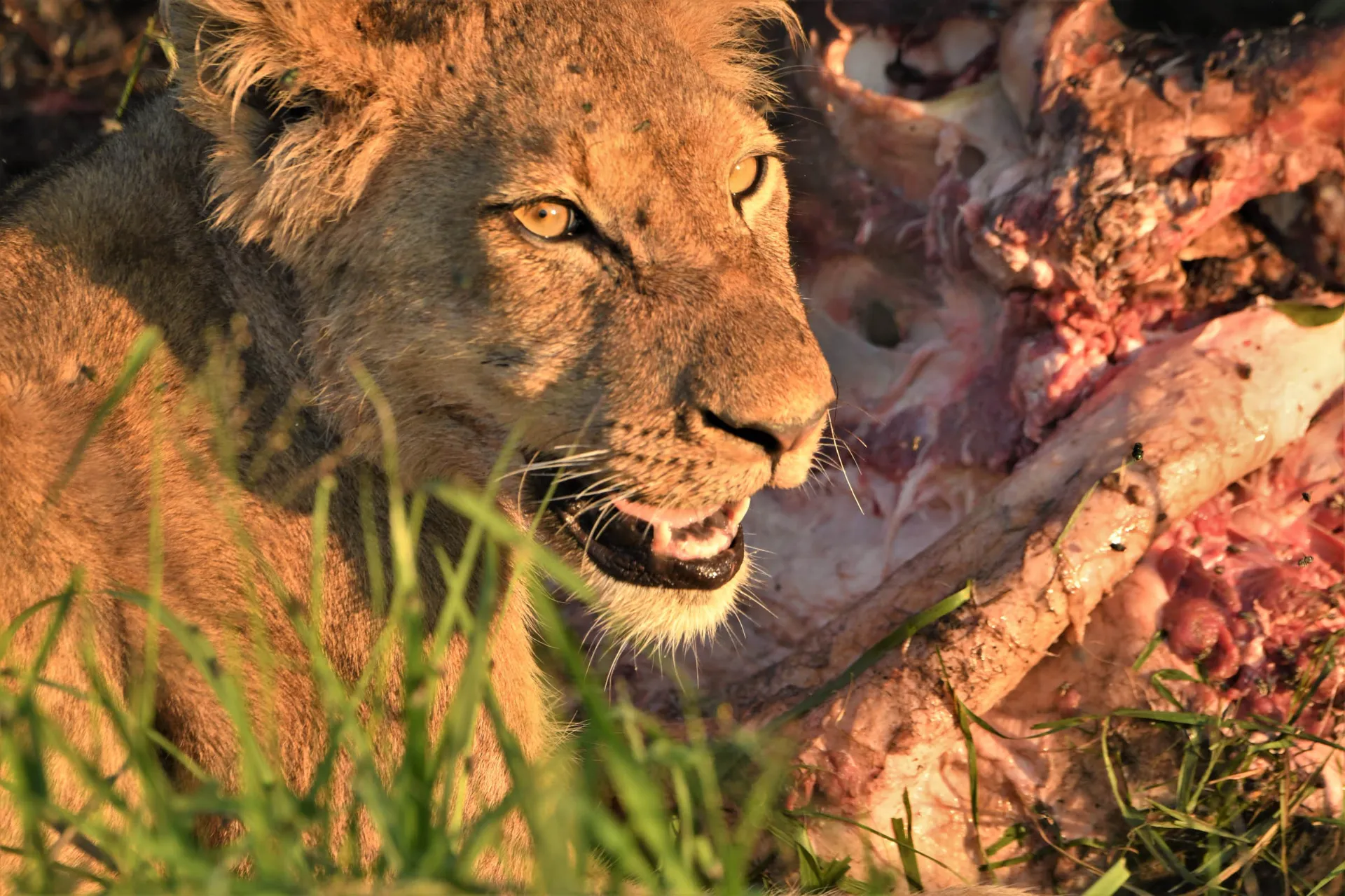 Leijona keskittyy ateriaan Leijona keskittyy ateriaan