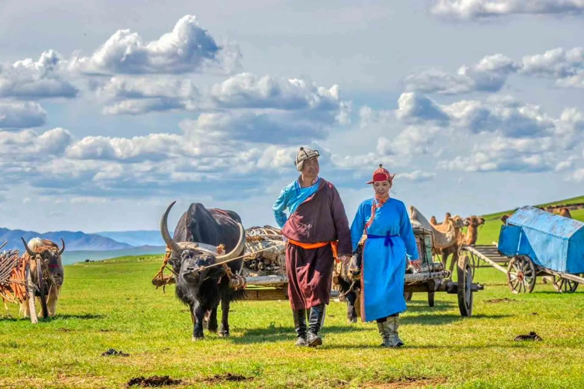 Mongolialaiset paimentolaiset härkävankkureiden kanssa aroilla Mongolialaiset paimentolaiset härkävankkureiden kanssa aroilla