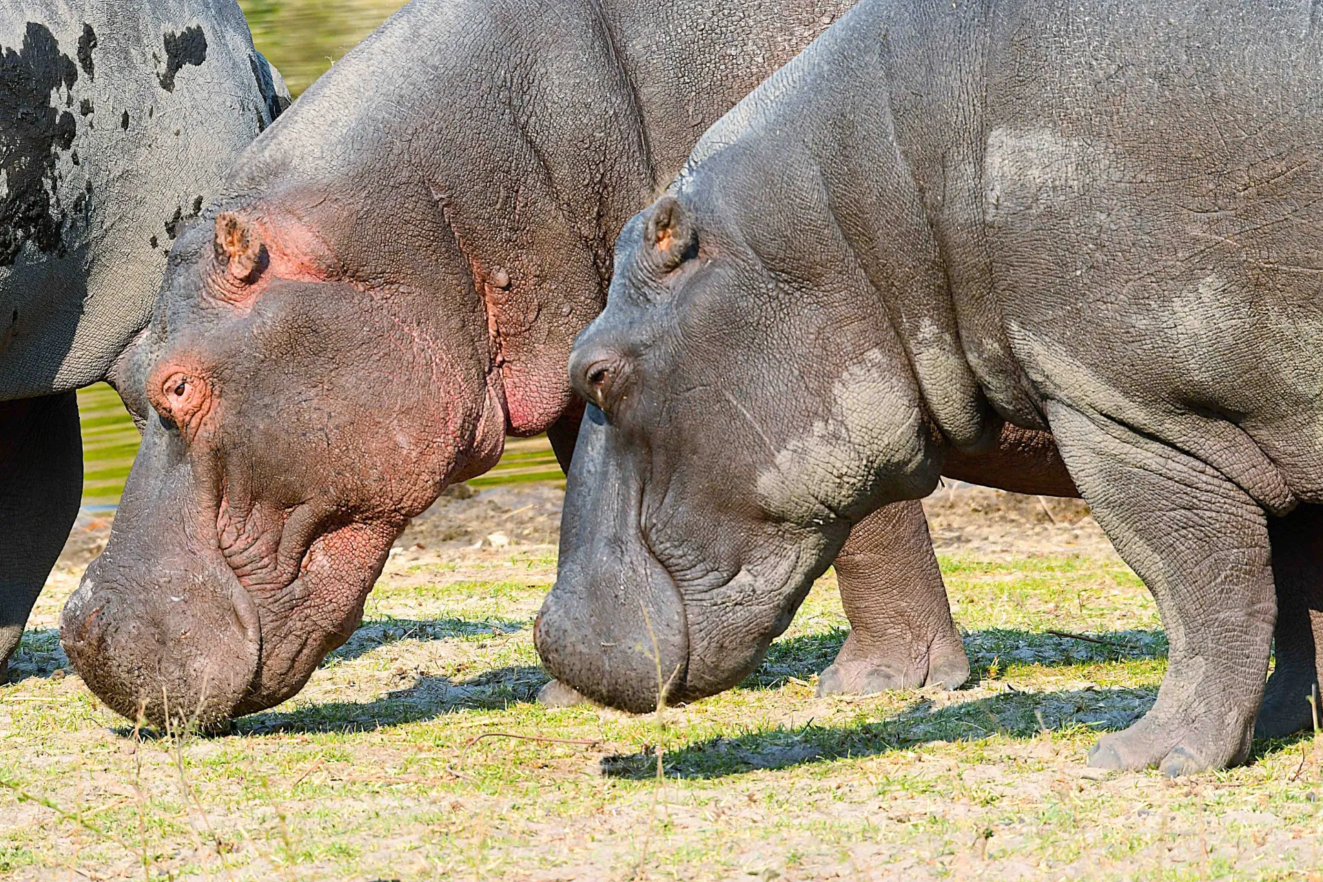 Virtahevot syövät pääasiassa ruohoa, jota ne laiduntavat yöllä. Virtahevot syövät pääasiassa ruohoa, jota ne laiduntavat yöllä.