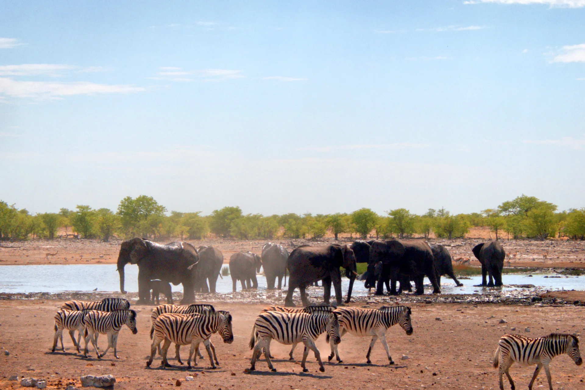 Norsut ja seeprat kohtaavat joen rannalla