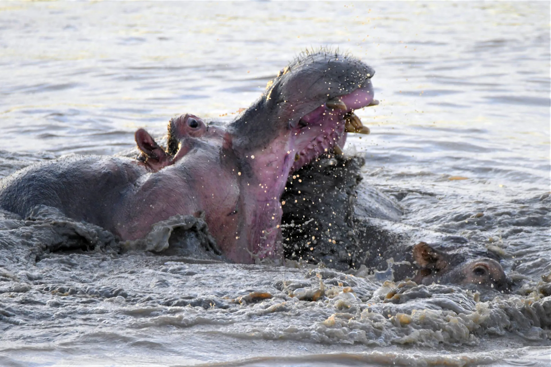 Virtahepo viettää suurimman osan päivästä vedessä tai mudassa – sen leuka avautuu 150 astetta, kun ihmisellä tämä on 45 astetta Virtahepo viettää suurimman osan päivästä vedessä tai mudassa – sen leuka avautuu 150 astetta, kun ihmisellä tämä on 45 astetta