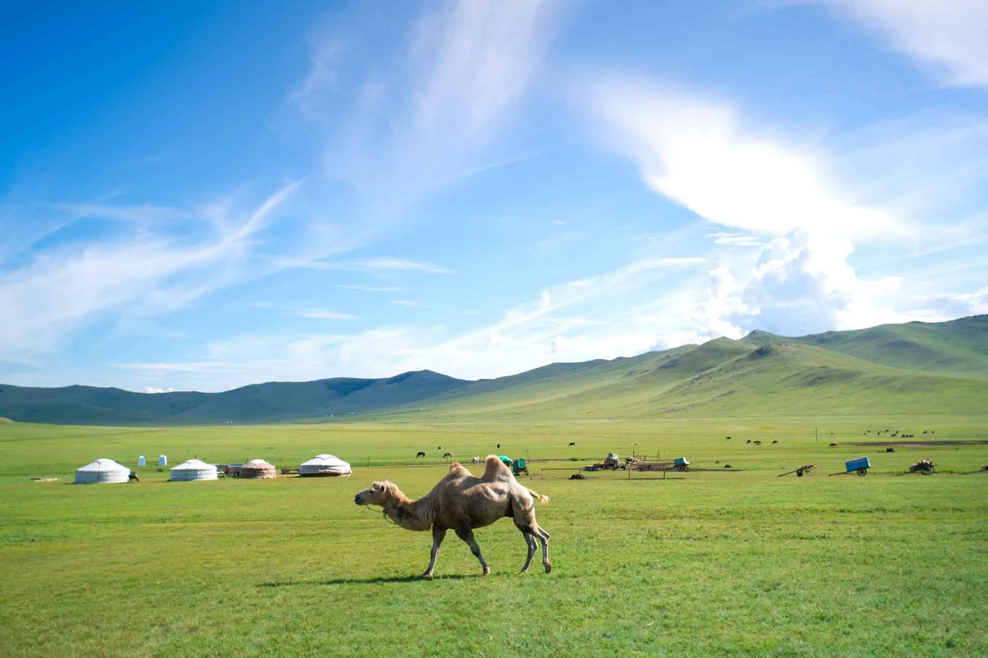 Kamelin kyhmyt arolla Kamelin kyhmyt arolla