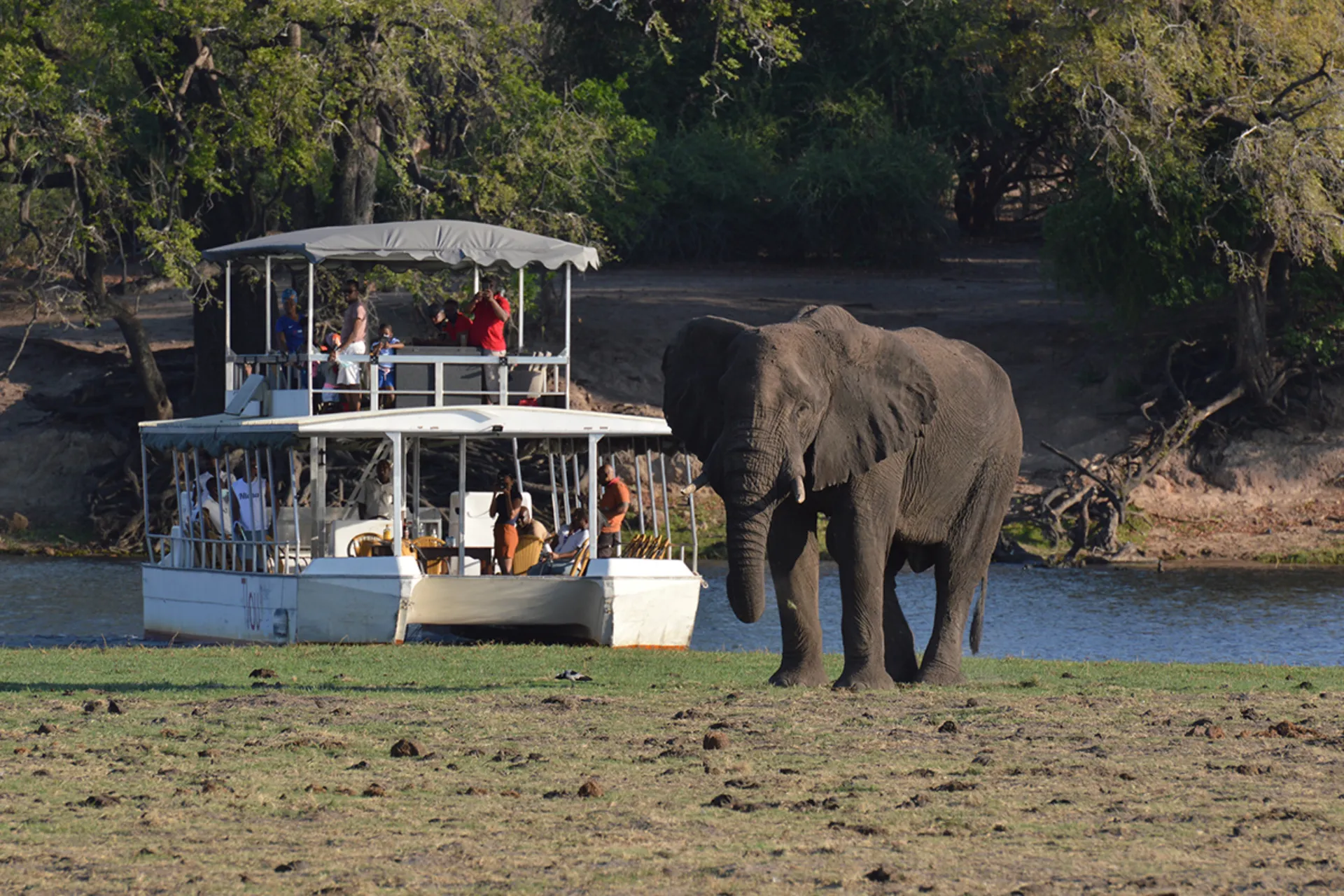 Afrikanorsu voi painaa jopa 7 000 kg – naaraat hieman yli puolet tästä