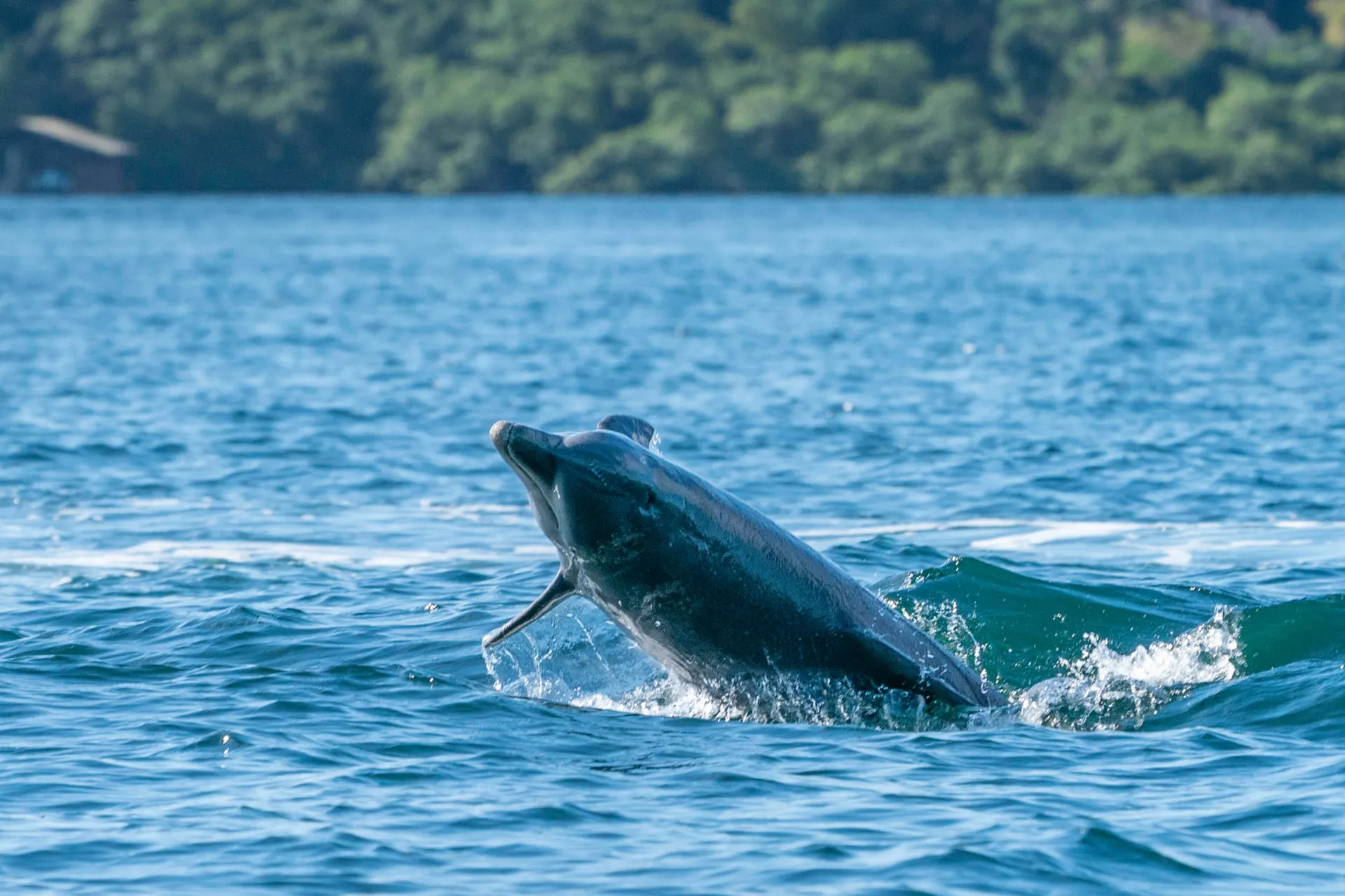 Delfiini leikkii meressä Bocas del Torossa