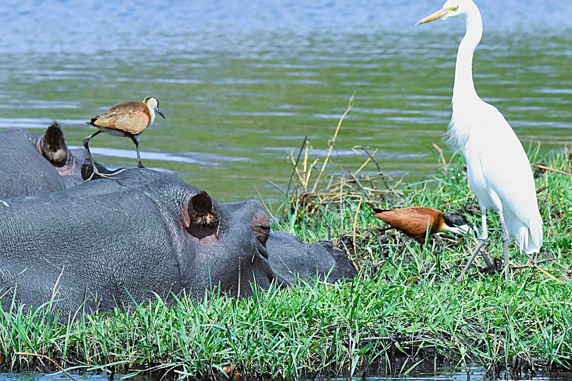 Virtahepo ja linnut hyötyvät toisistaan Virtahepo ja linnut hyötyvät toisistaan