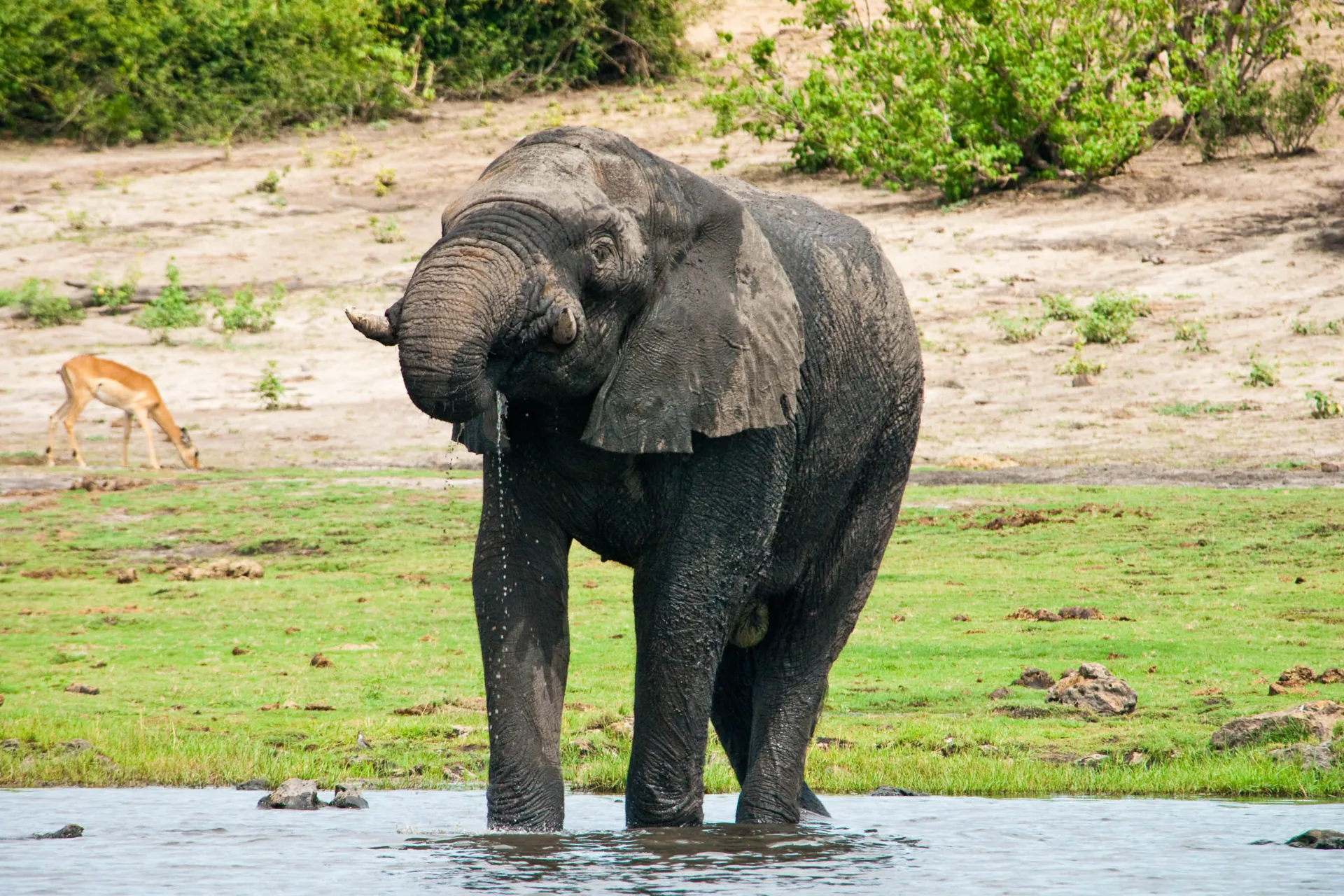 Norsu juo jopa 250 litraa vettä päivässä Norsu juo jopa 250 litraa vettä päivässä