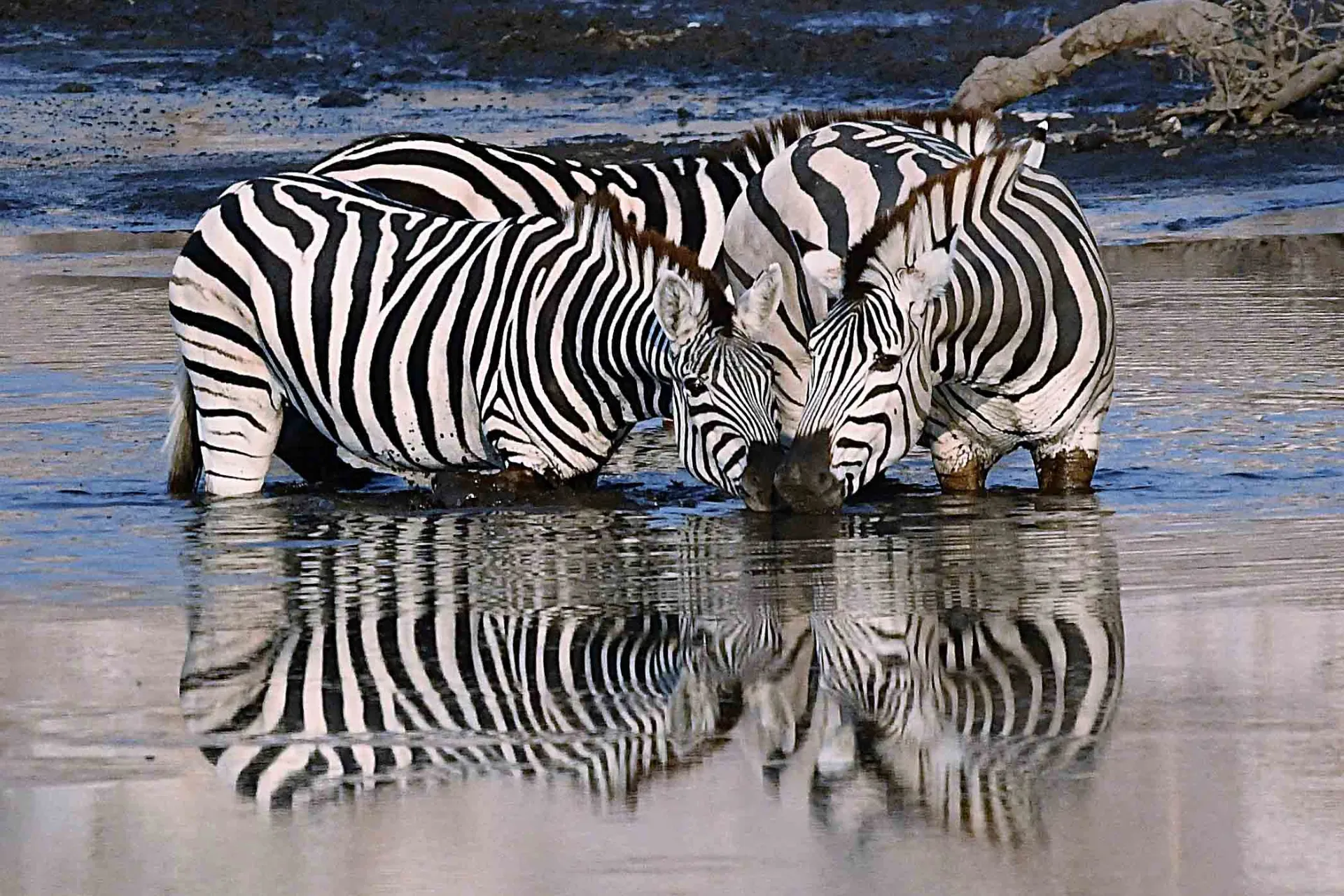 Seeprat kylpevät lähekkäin Seeprat kylpevät lähekkäin