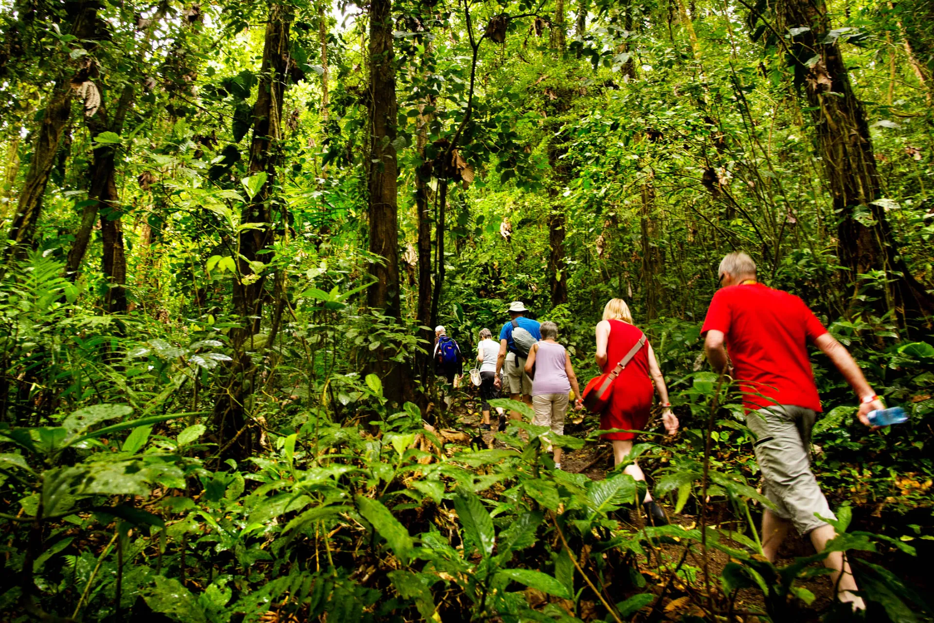 Patikointi vehreässä sademetsässä Arenalin kansallispuistossa, Costa Ricassa