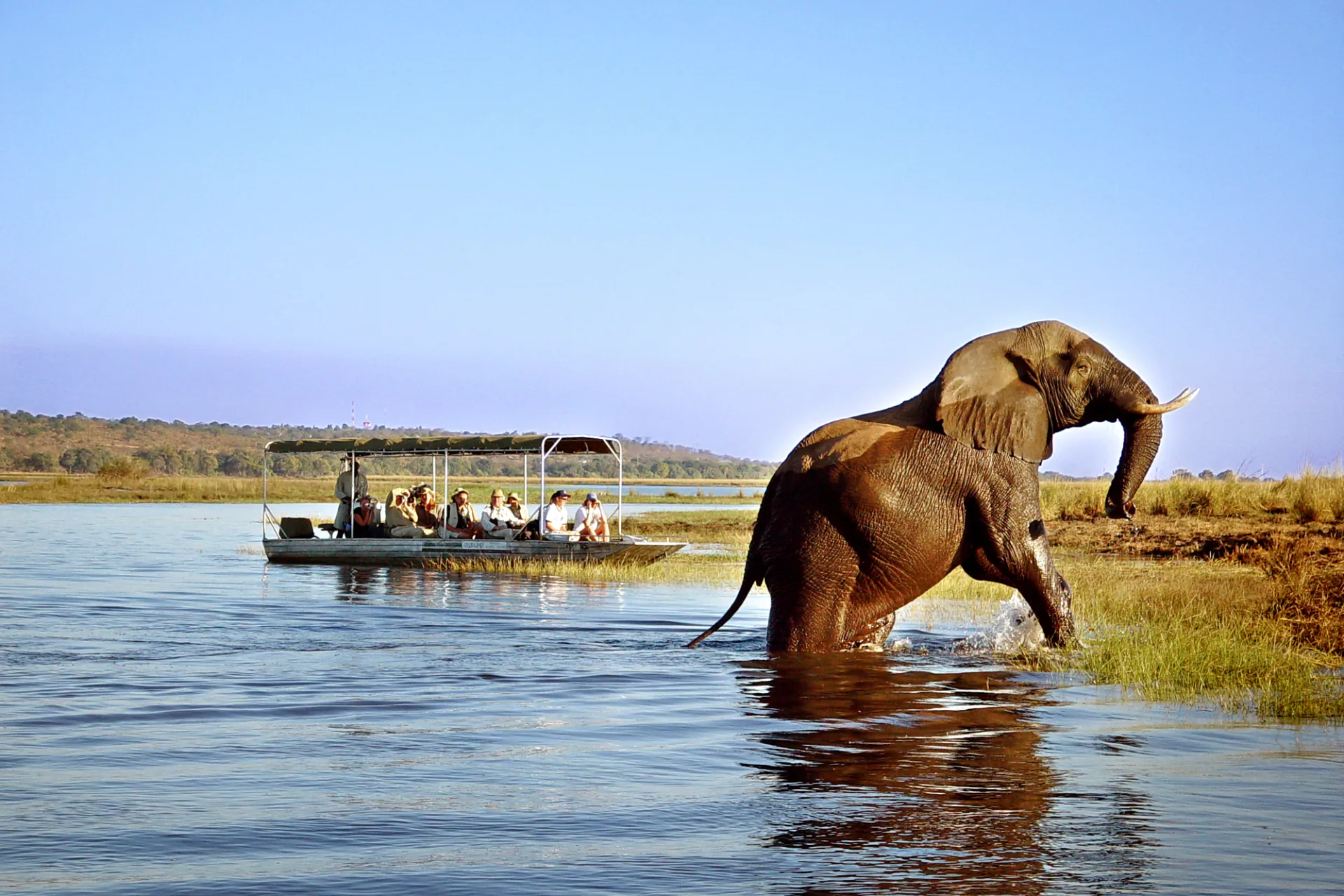 Norsu Chobe Safari Lodgessa Botswanassa Norsu Chobe Safari Lodgessa Botswanassa