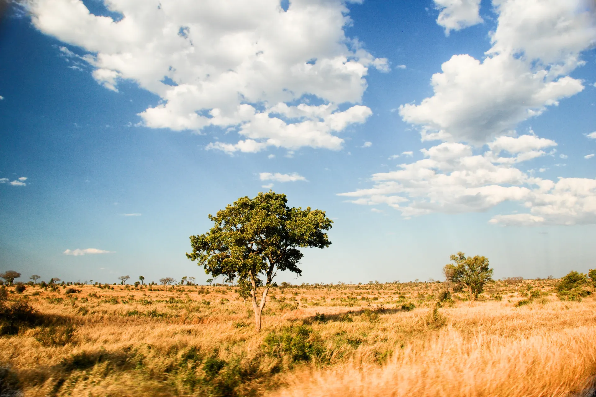 Nauti afrikkalaisesta savannista Nauti afrikkalaisesta savannista